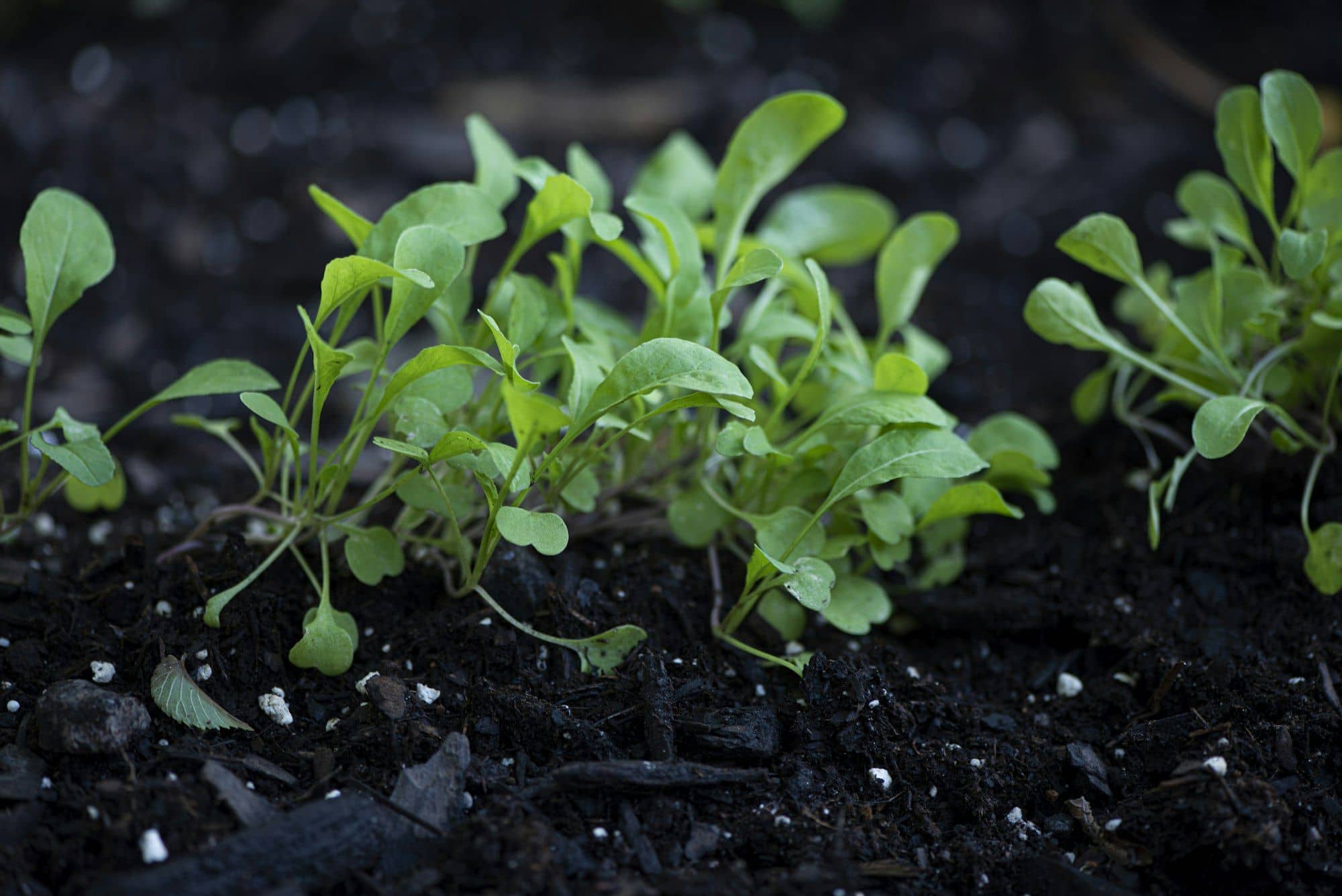Young arugula plants with their first true leaves in dark soil