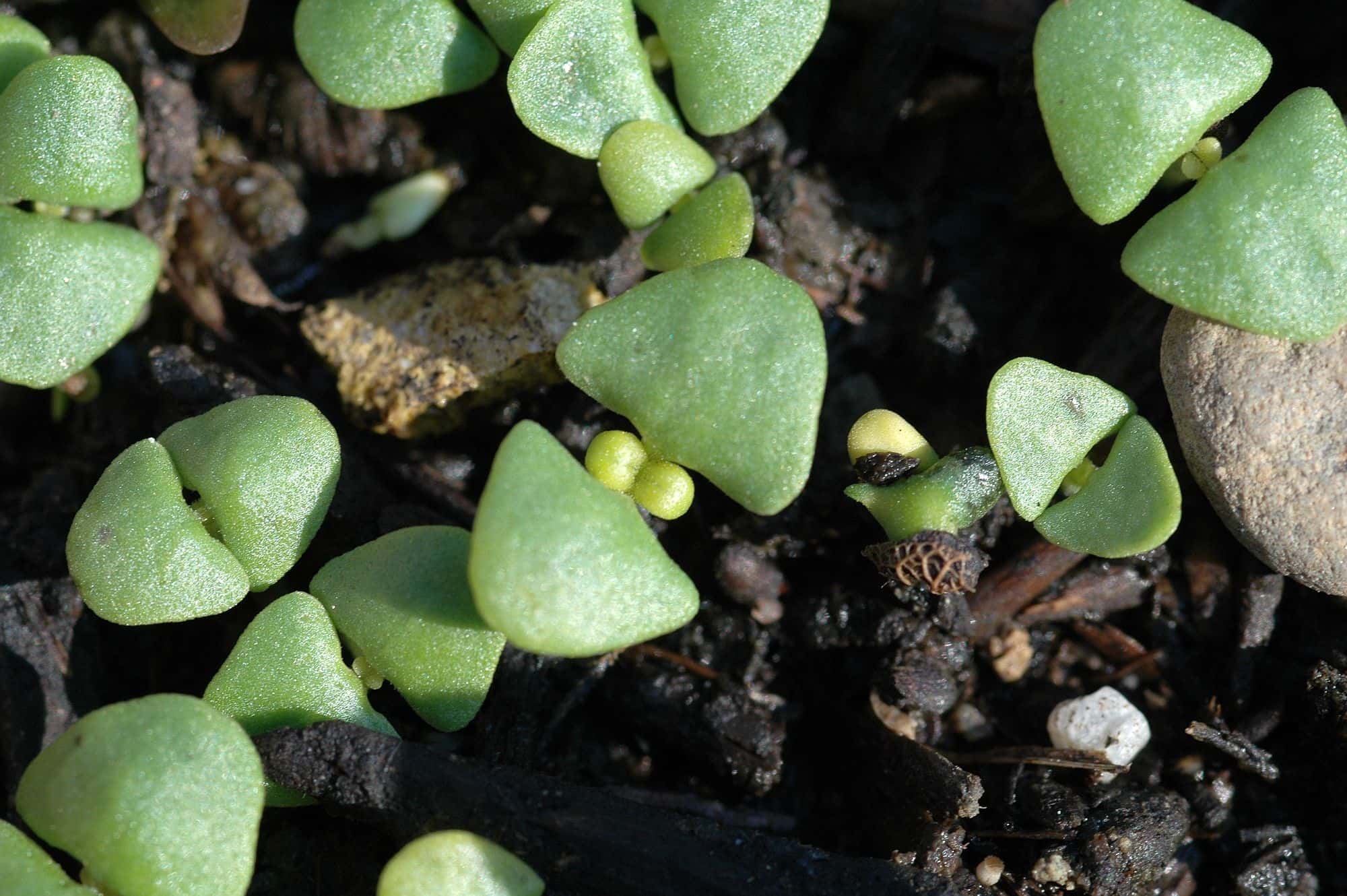 Basil seedlings with rounded seed leaves in dark soil