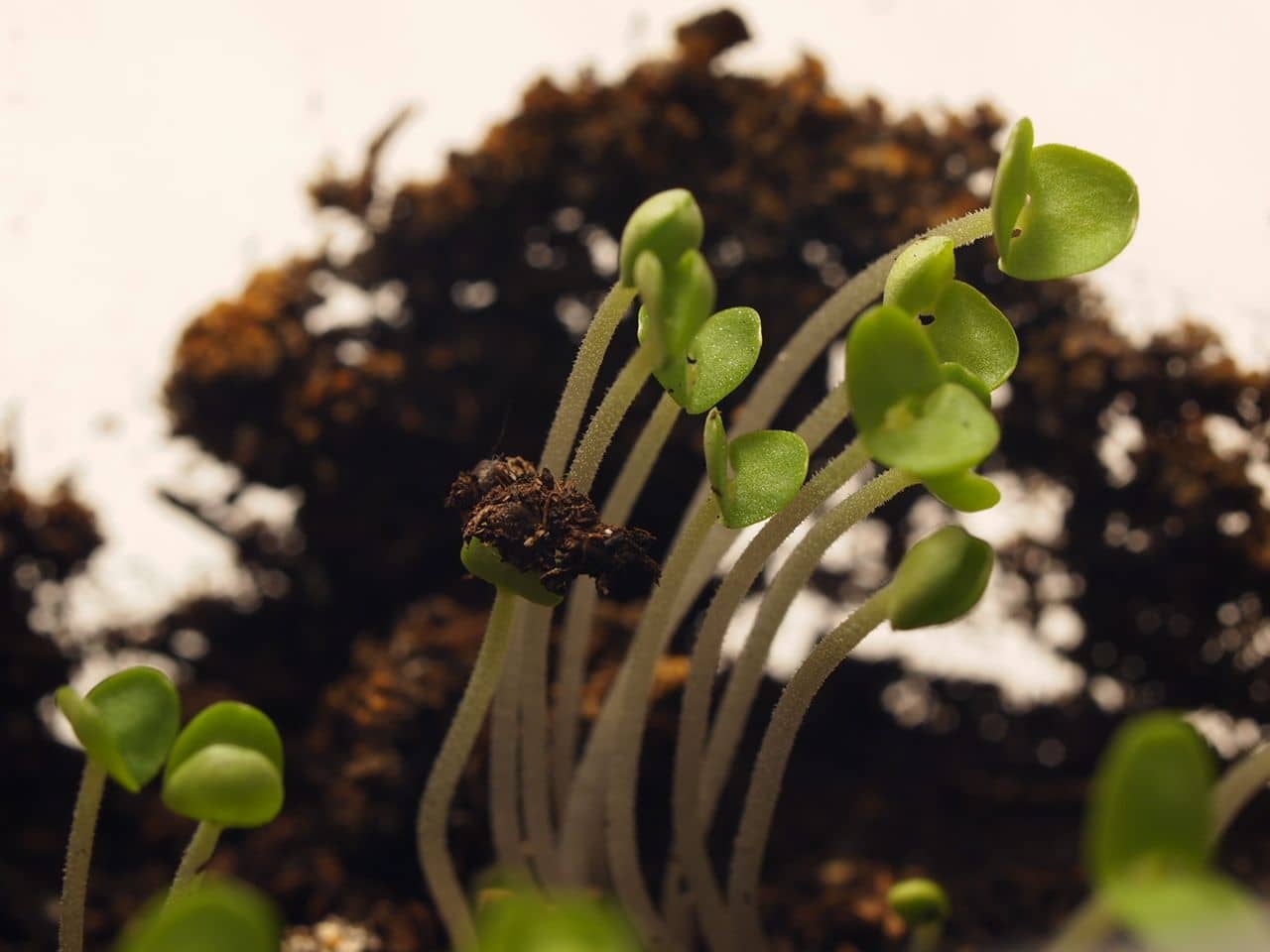 Basil sprouts on tall stems lit from behind