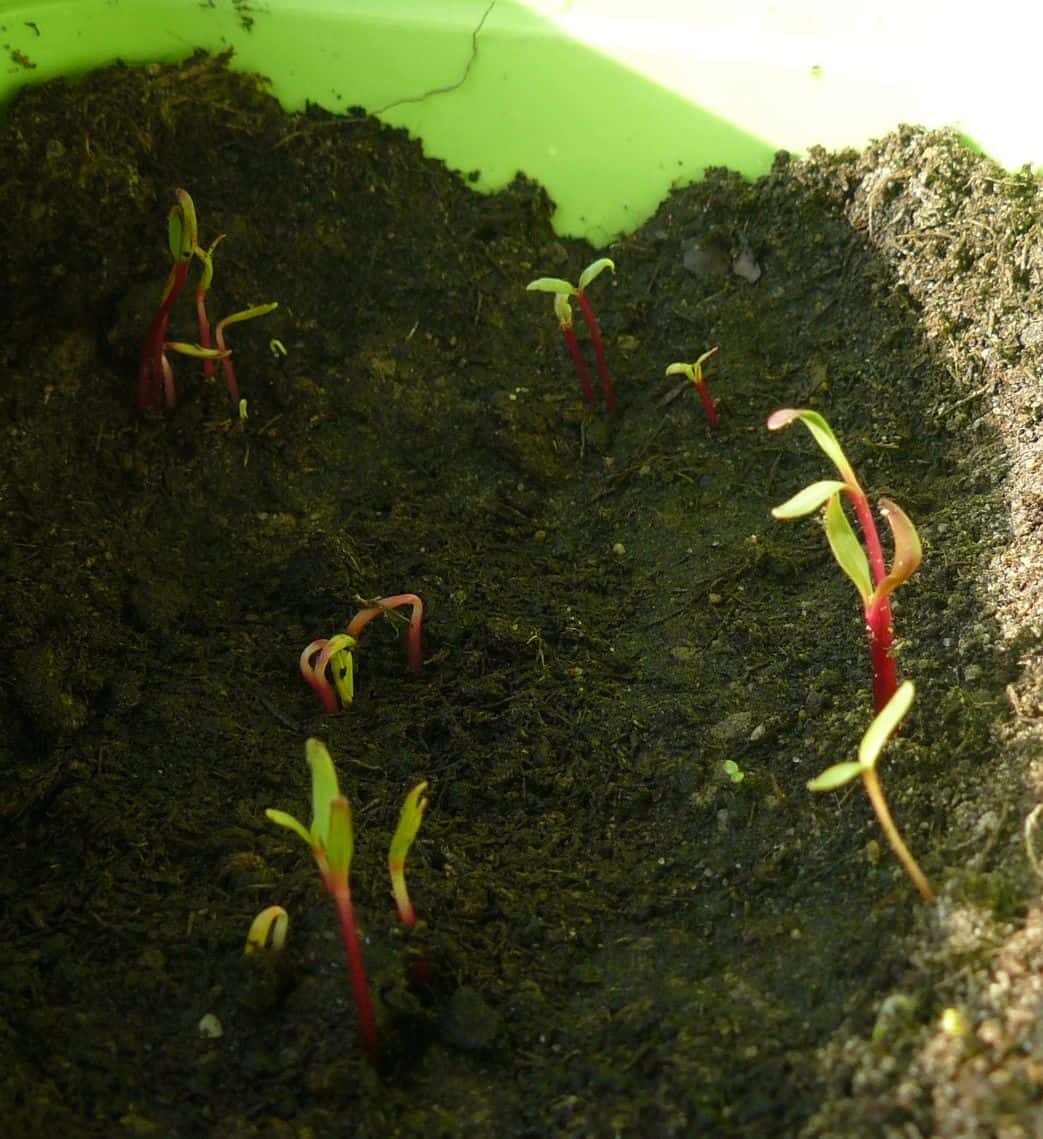 Beetroot seedlings with red stems coming up through dark compost