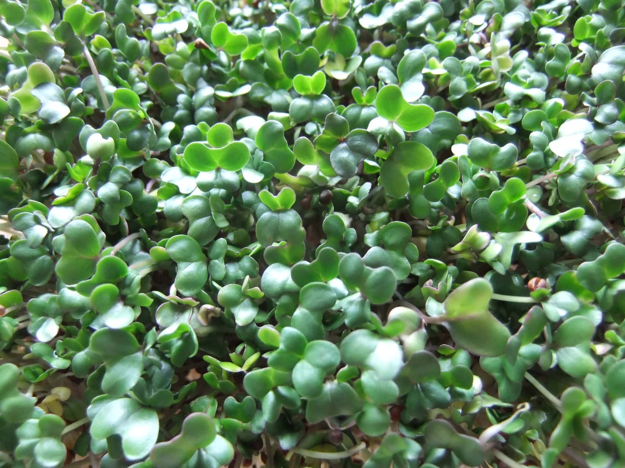 Close-up of five-day-old broccoli microgreens with rounded green seed leaves