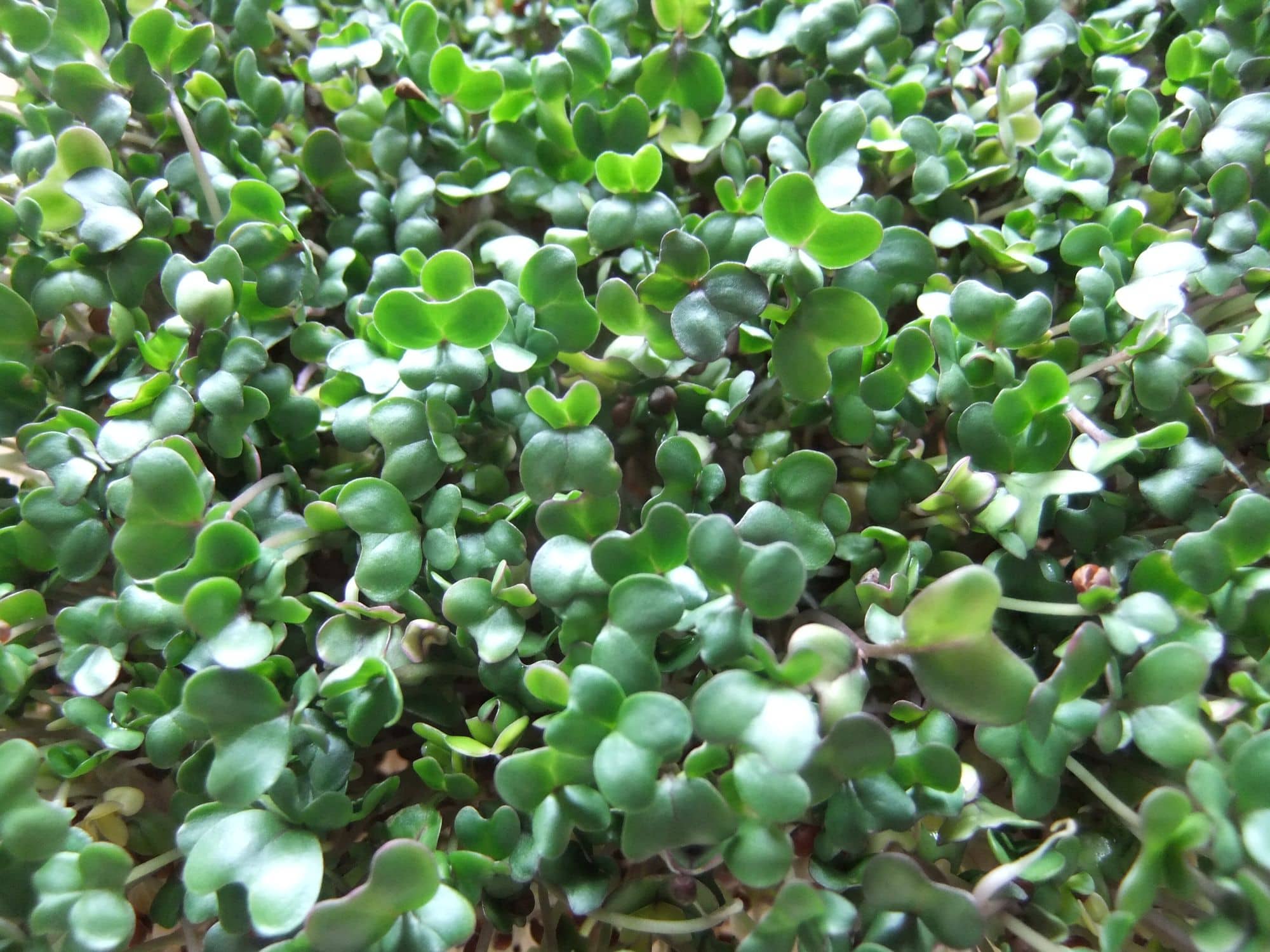 Close-up of five-day-old broccoli microgreens with rounded green seed leaves