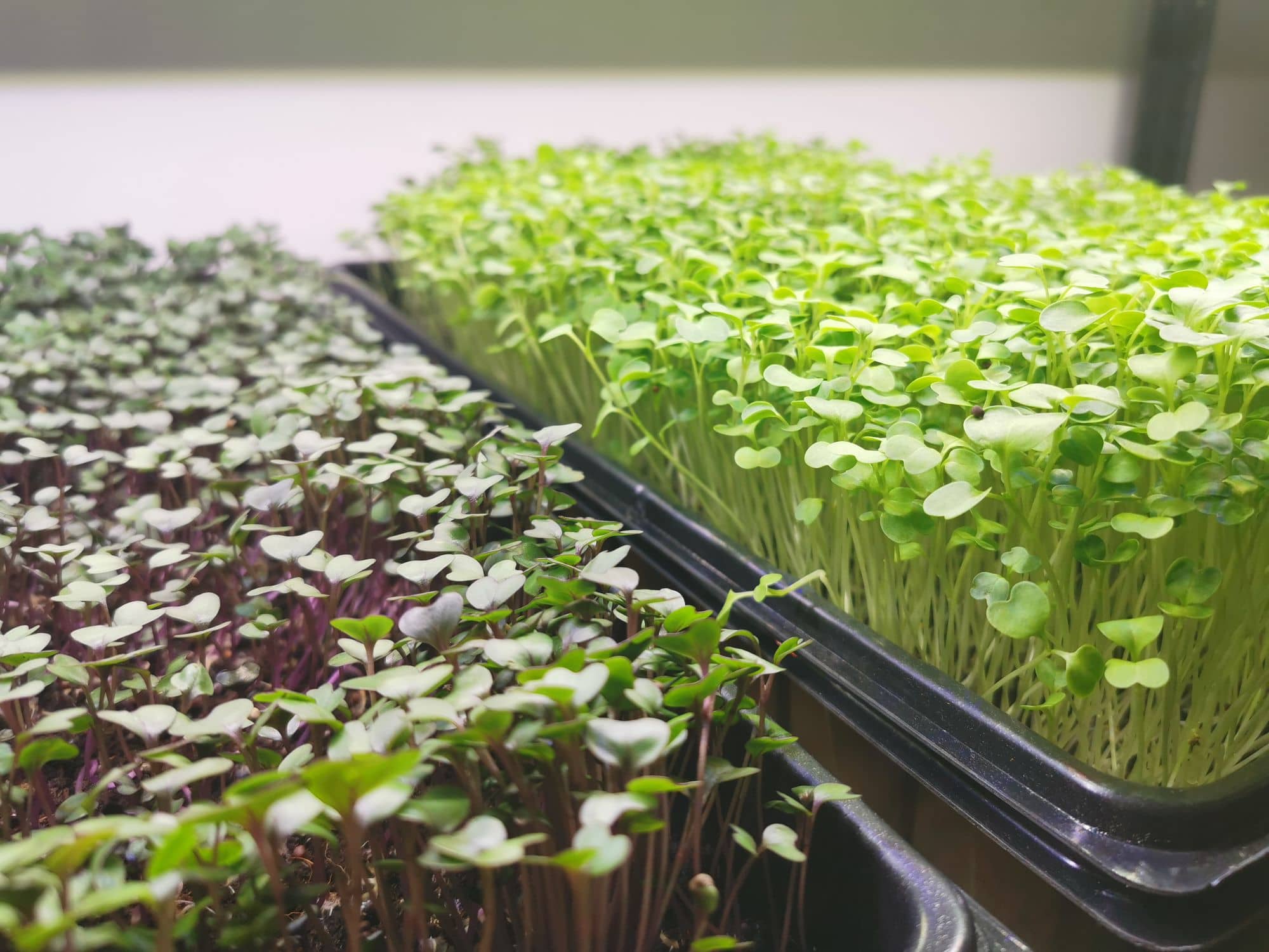 Plastic trays of broccoli and radish microgreens growing under lights
