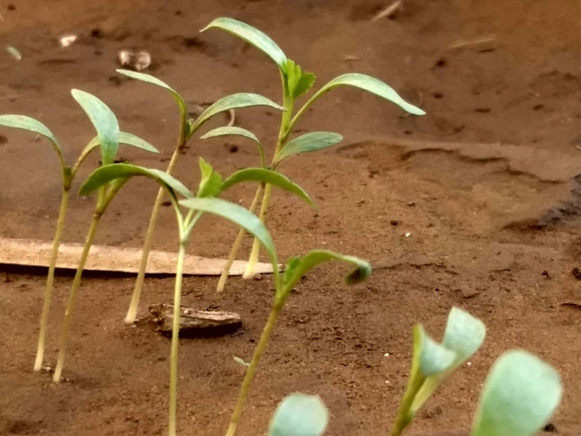 Coriander seedlings with long narrow seed leaves and first true leaves in soil