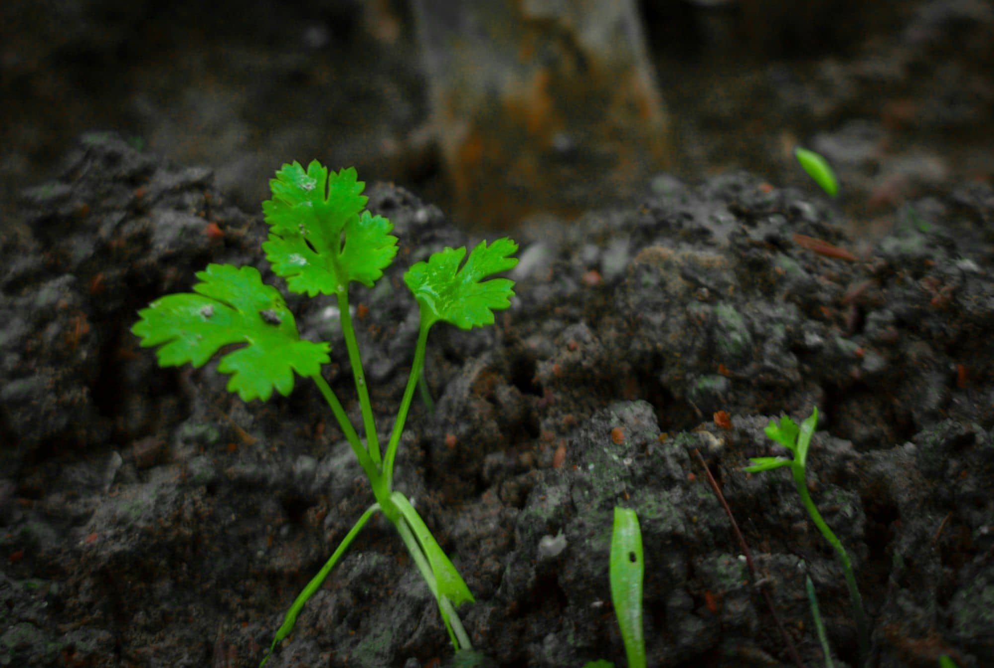 A young coriander seedling with its first lobed leaves in dark soil