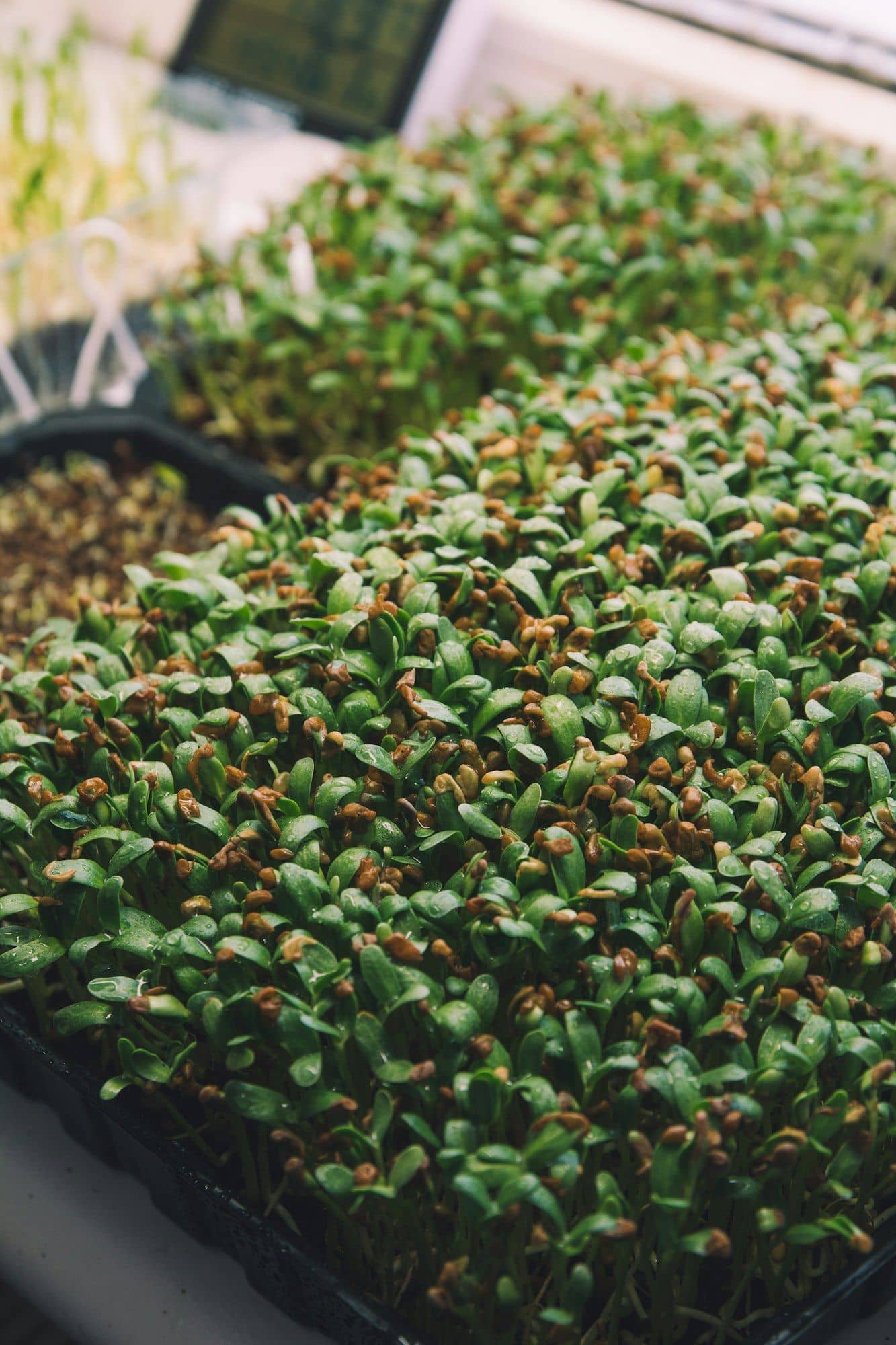 Tray of fenugreek microgreens with seed coats still clinging to many leaves