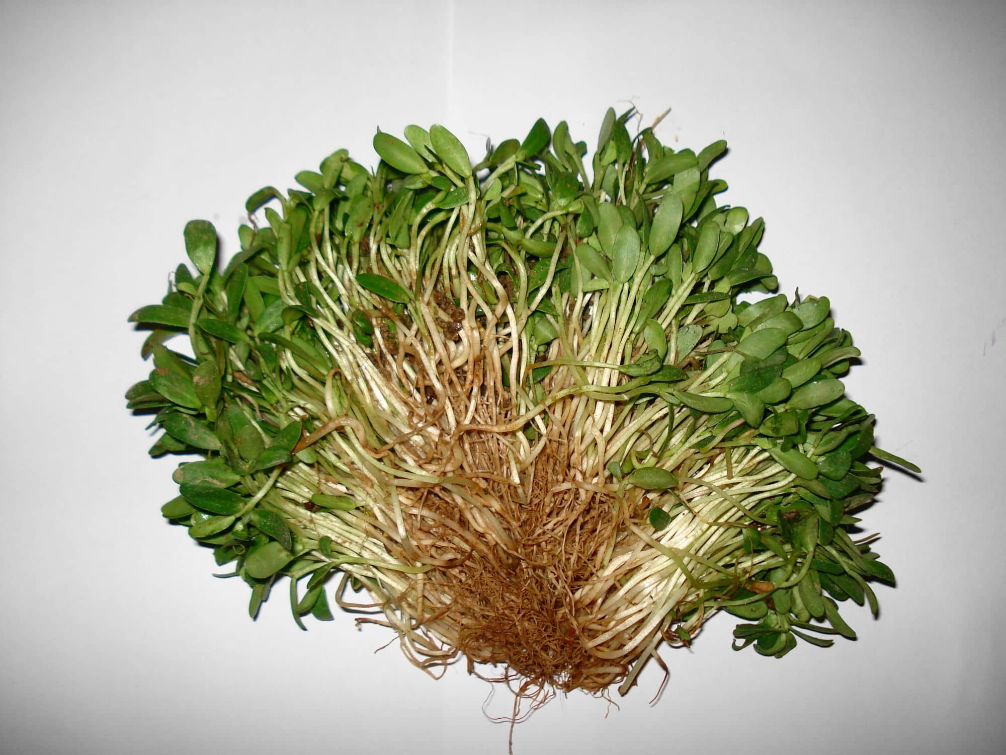 A cut clump of freshly sprouted methi greens with roots, on white