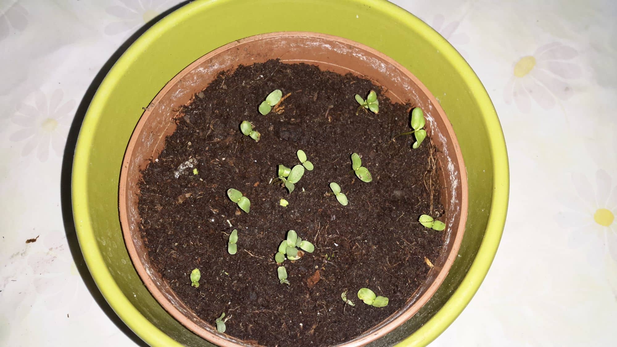 A pot of young flax seedlings seen from above