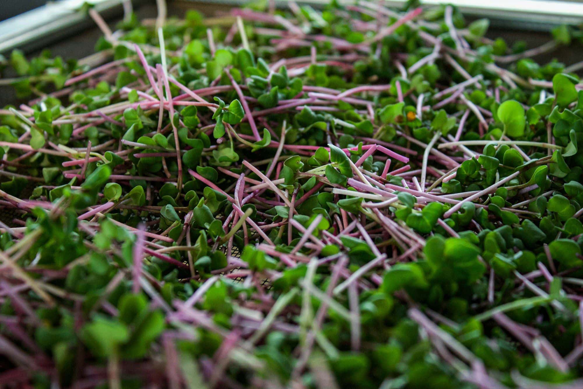 Close view of radish microgreens with pink stems growing on a mesh tray