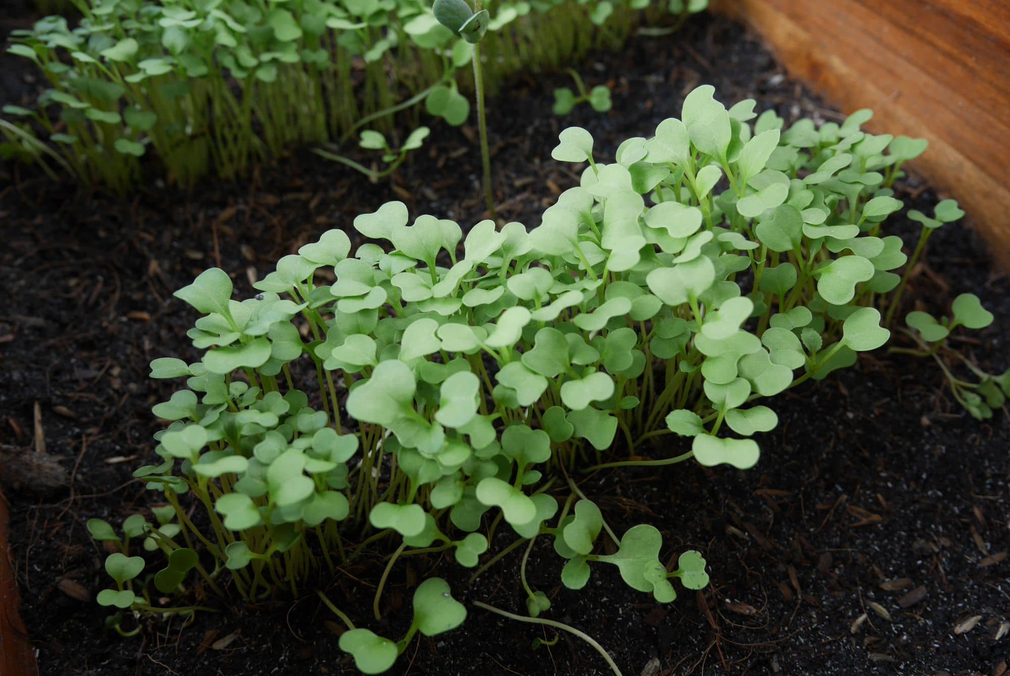 Brassica microgreens about two weeks old growing in dark potting mix in a wooden planter