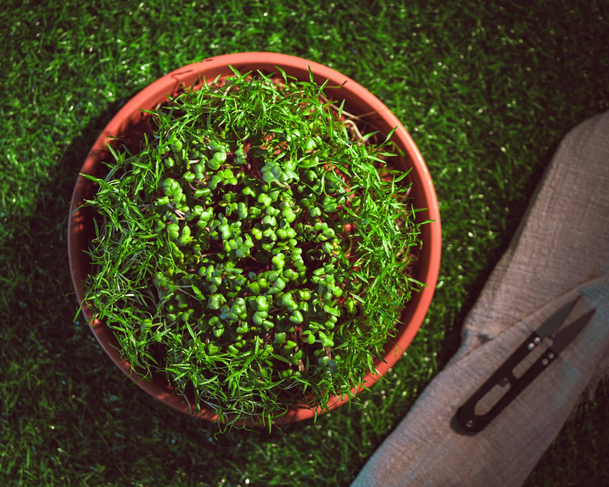 Terracotta pot of radish microgreens and fine grass-like greens seen from above, with small harvest snips beside it