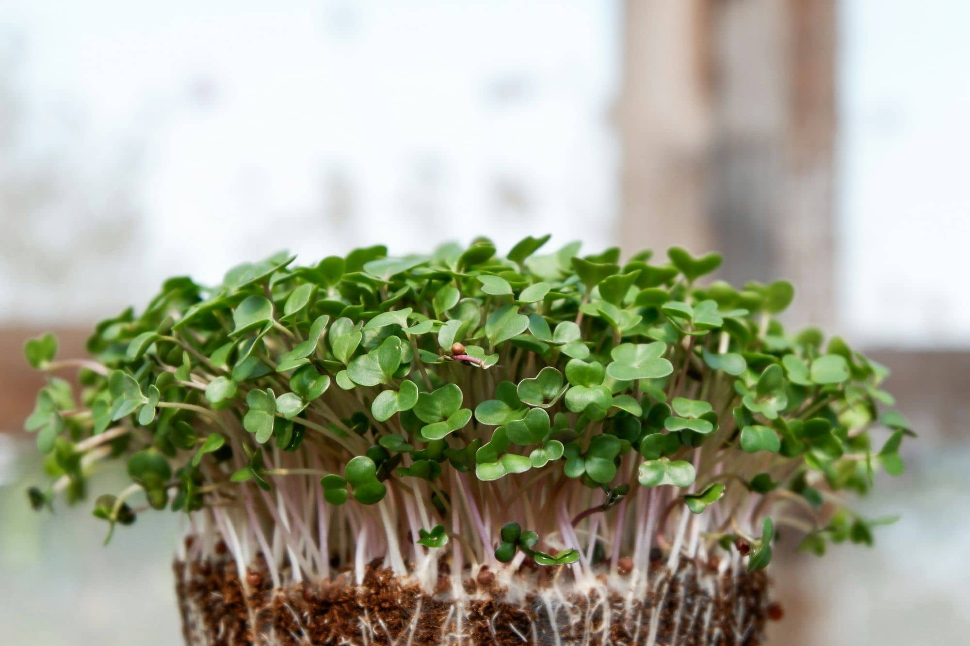 Clump of brassica microgreens with roots showing, by a bright window