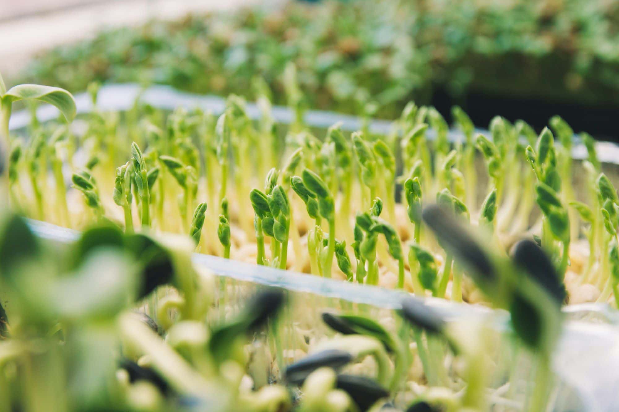 Pea shoots rising from soaked peas in a shallow soil-free tray