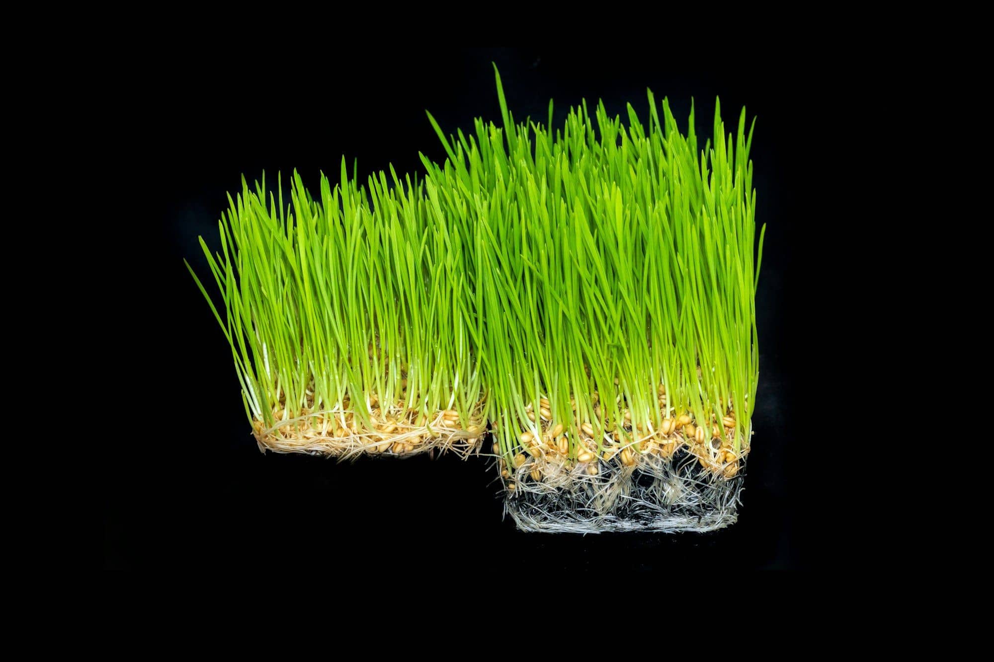 Two mats of wheatgrass lifted from their trays, showing the woven root mat and seeds with no soil
