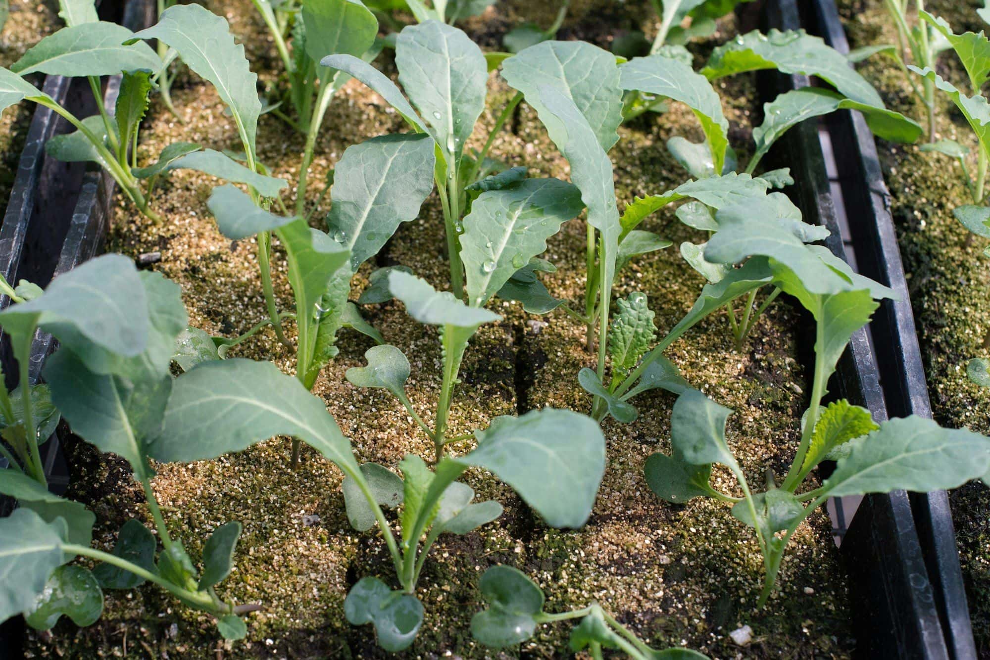 Young kale seedlings growing in a seed tray