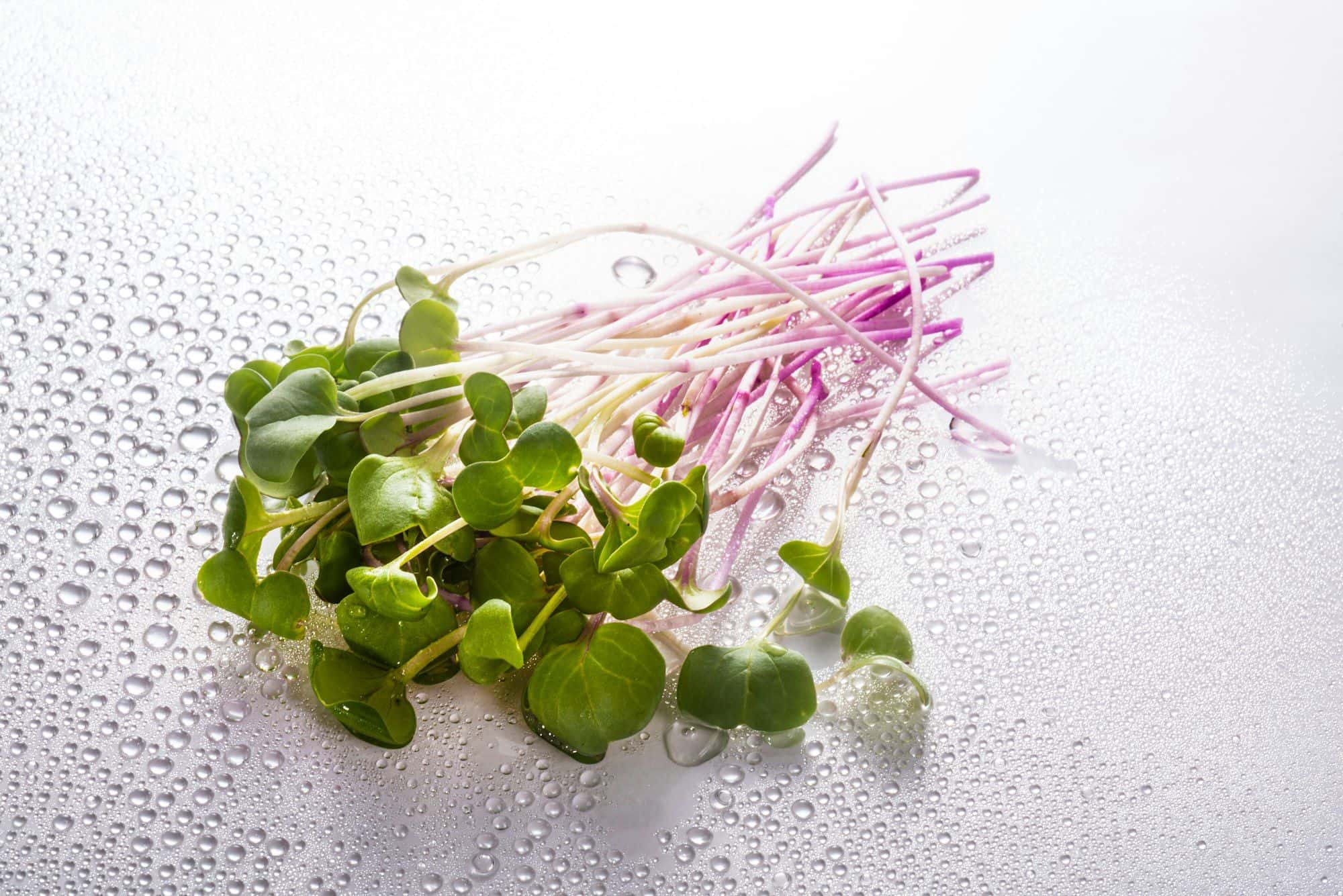 A small bunch of cut radish microgreens with pink stems on a wet white surface