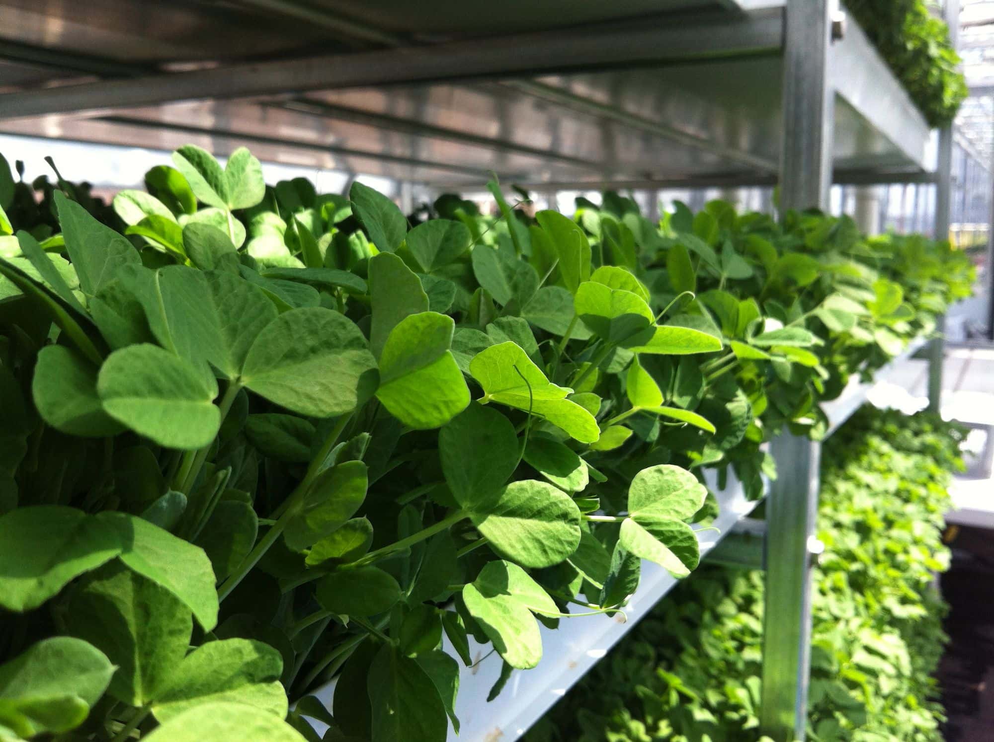 Pea shoots growing in long channels on a metal rack in a commercial rooftop greenhouse