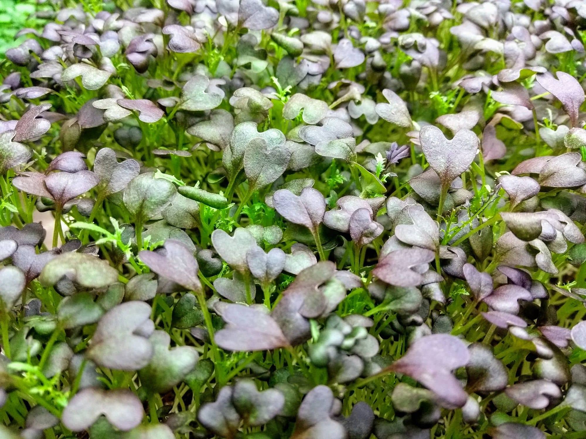 A full commercial tray of purple mizuna microgreens