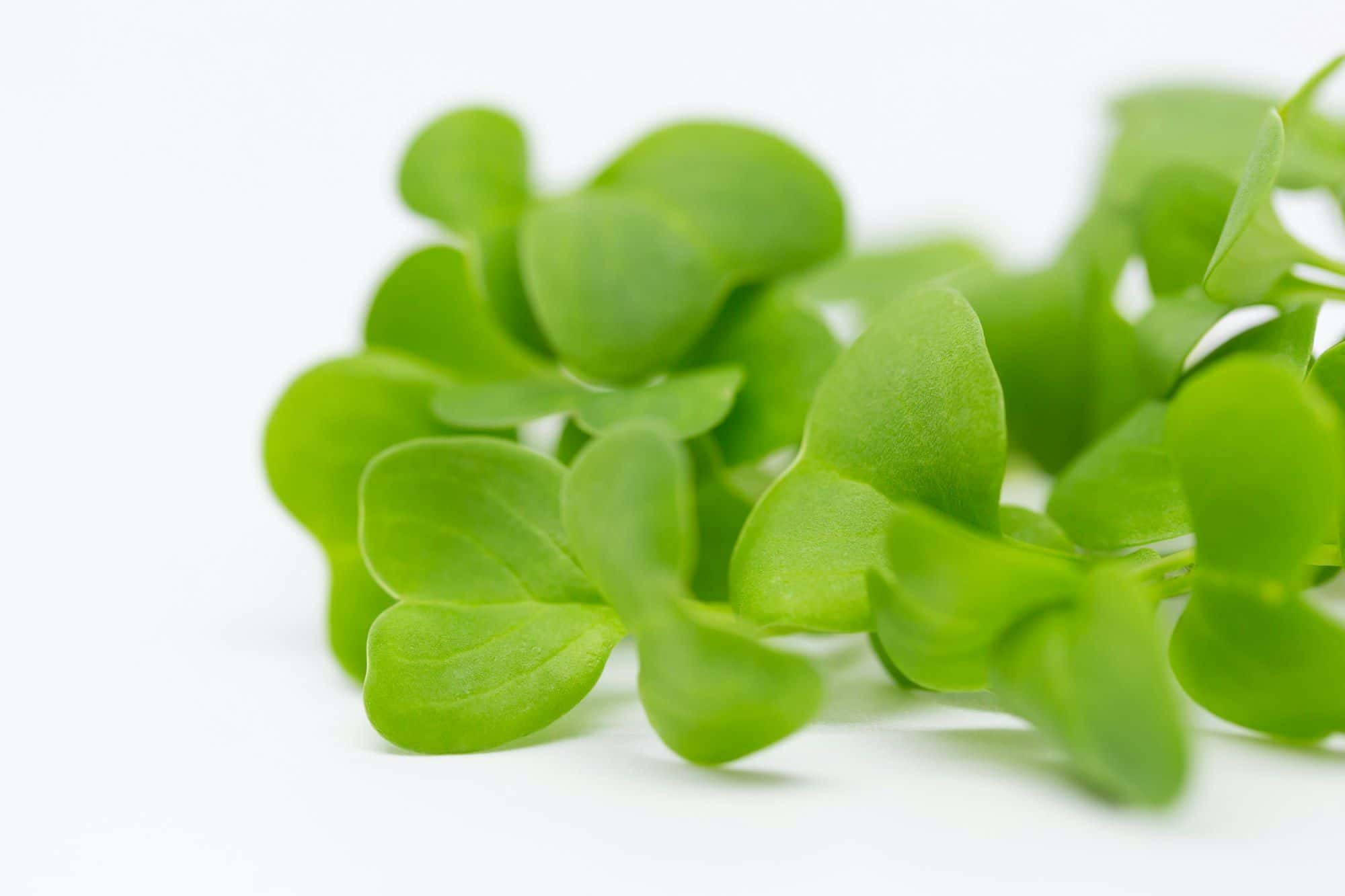 Close-up of soft green microgreen seed leaves on a white background