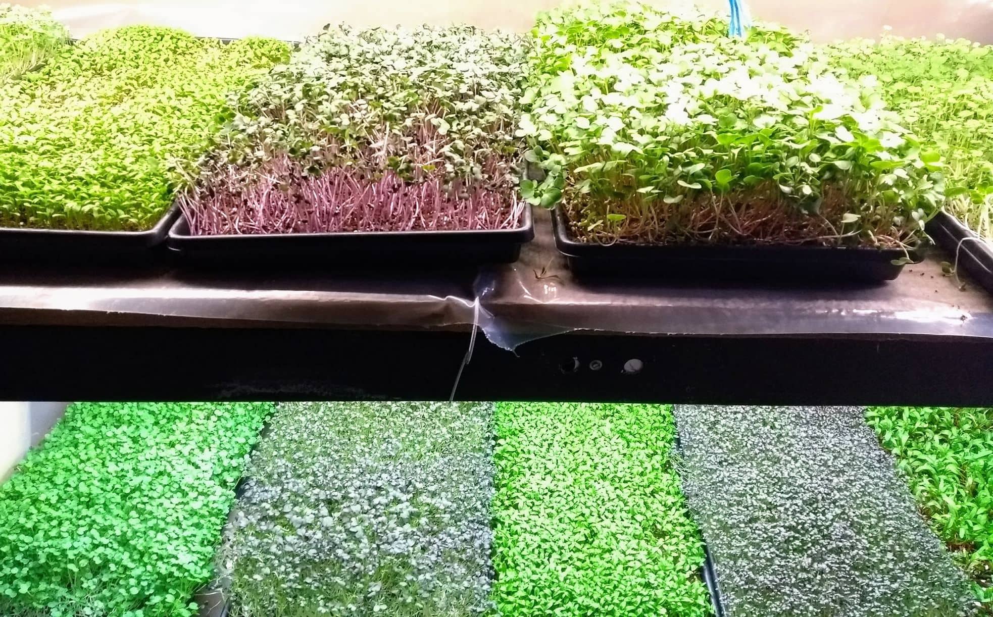 Shelves of microgreen trays in several varieties, including red-stemmed radish, growing under lights