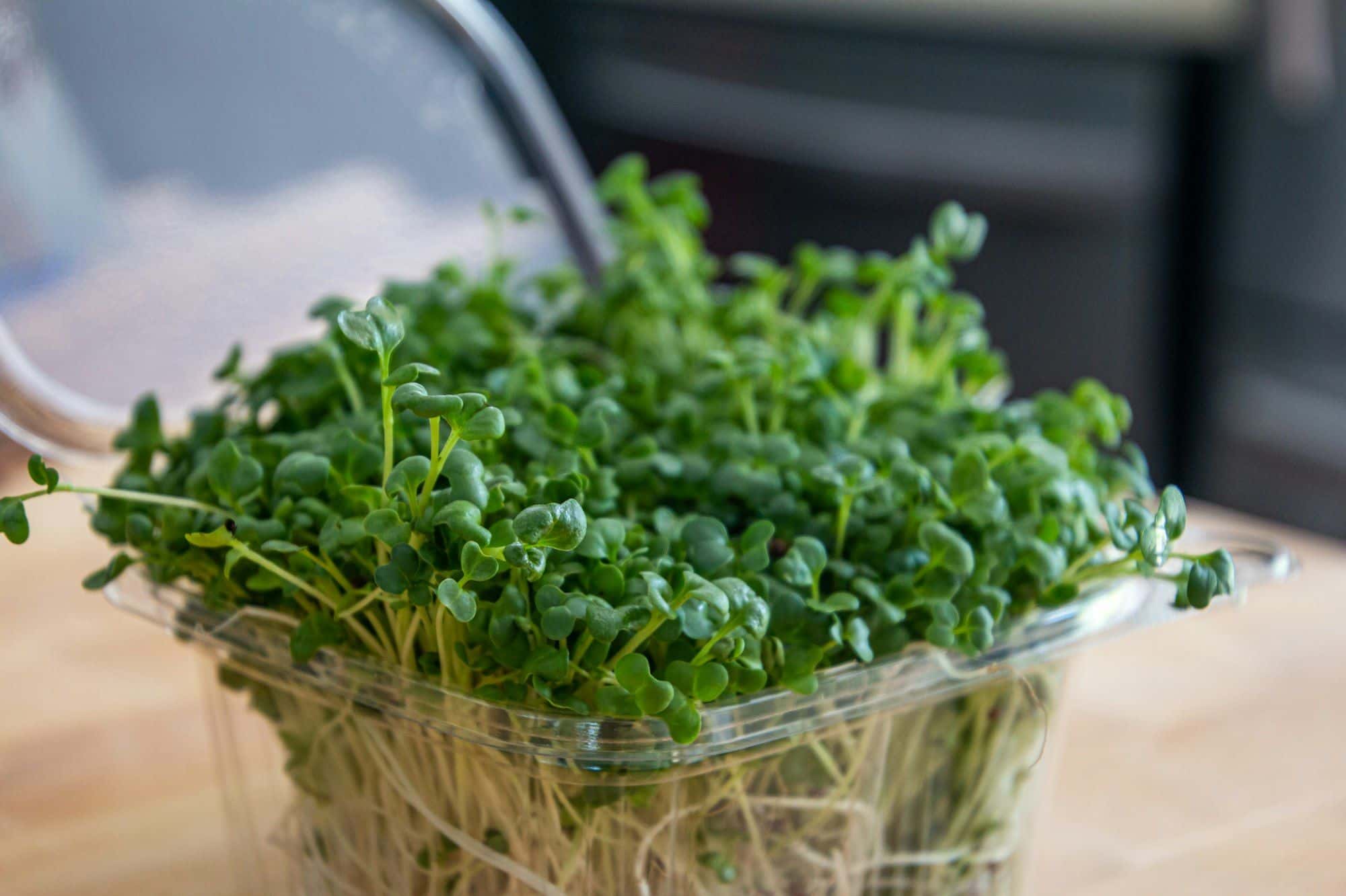 Retail clamshell of fresh microgreens with the lid open