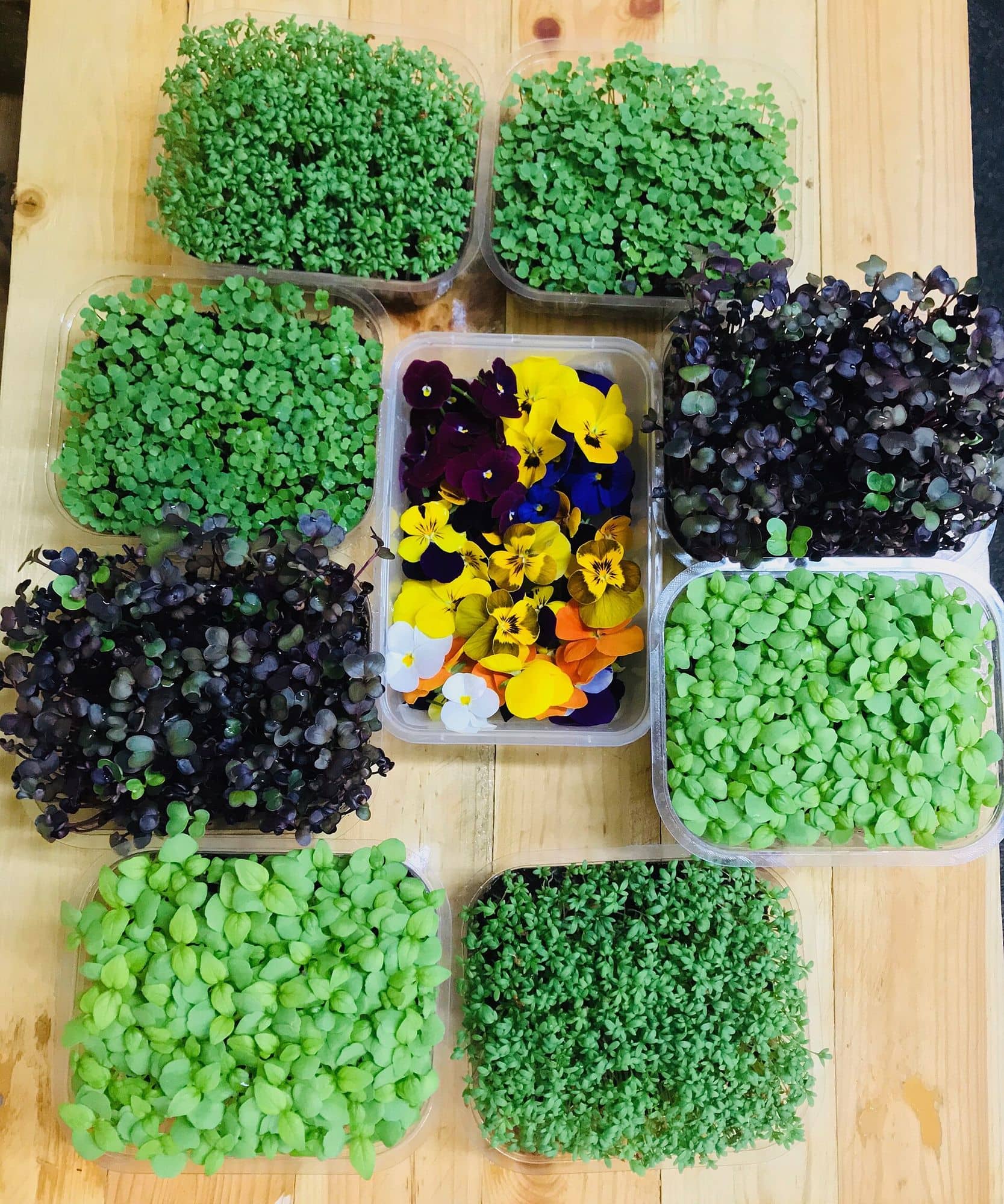 Clear punnets of green and purple microgreens with a punnet of edible pansies, on a wooden table