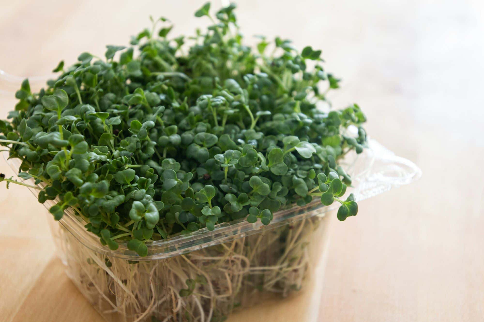 Open plastic clamshell of fresh microgreens on a wooden table