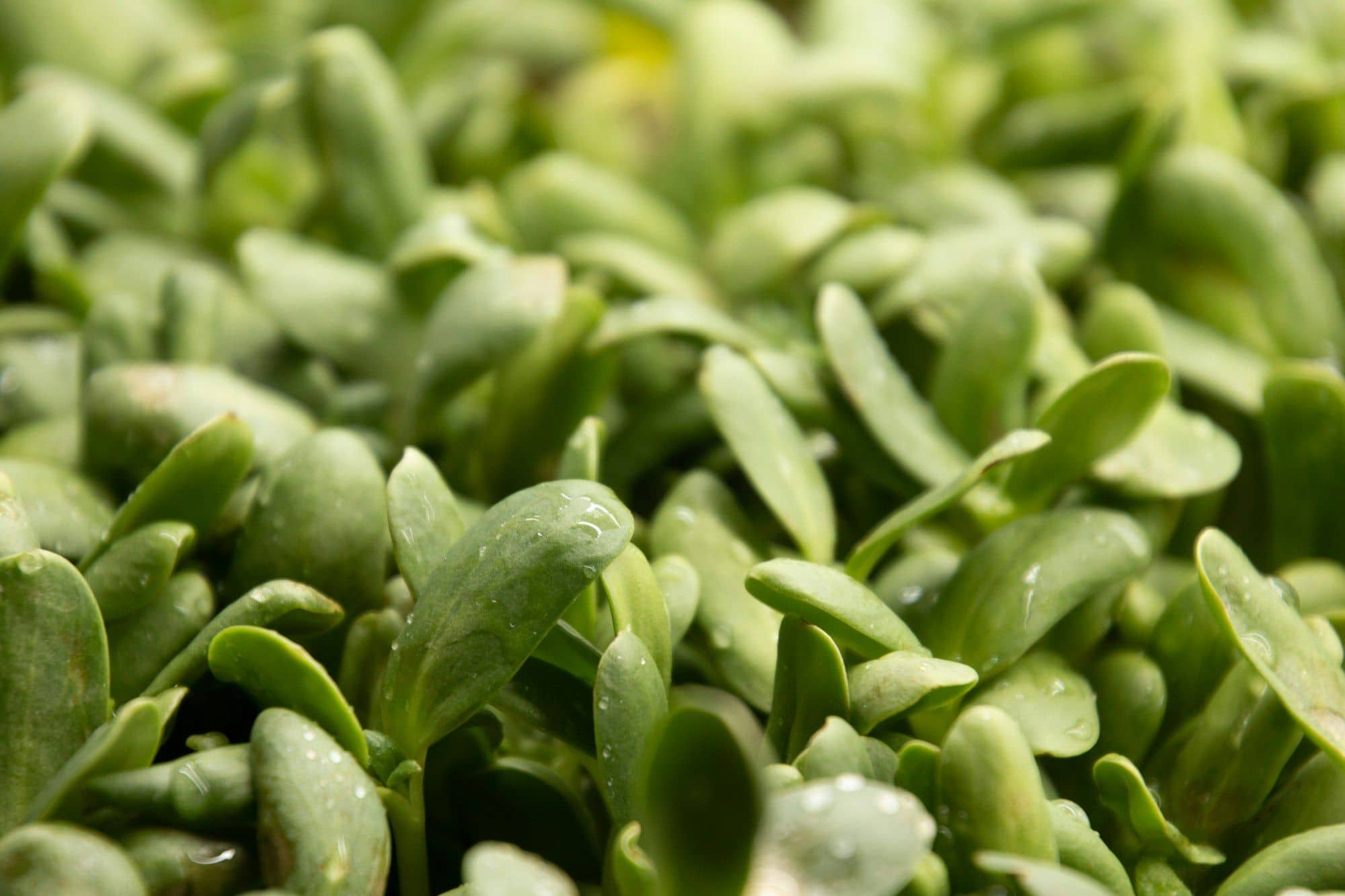 Sunflower microgreens with water droplets on their leaves