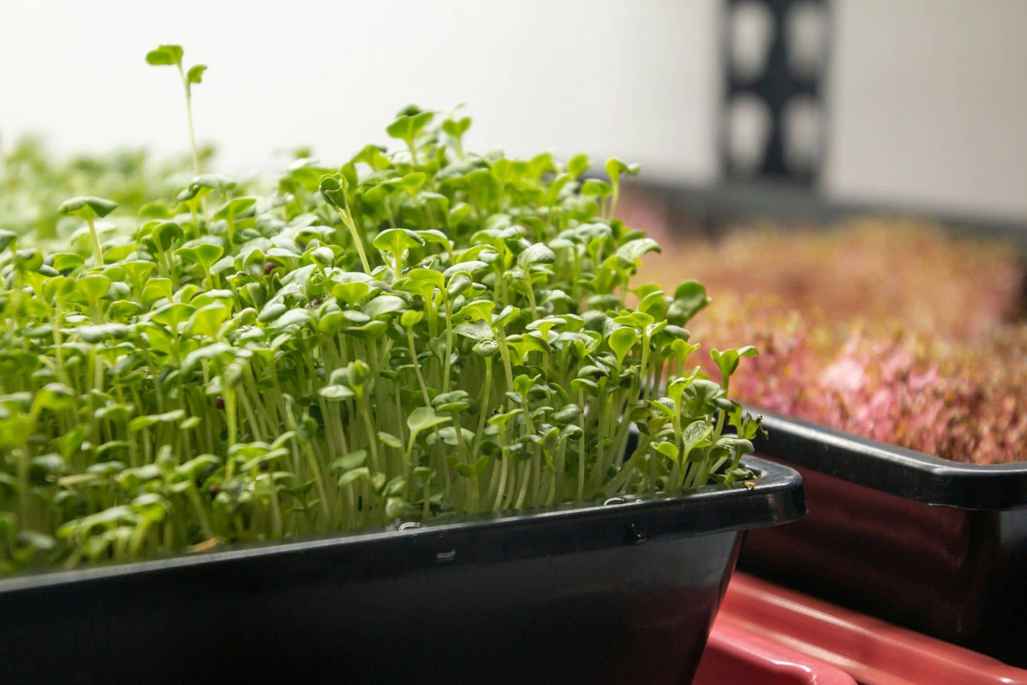 Black growing tray of green microgreens with a tray of red amaranth behind it