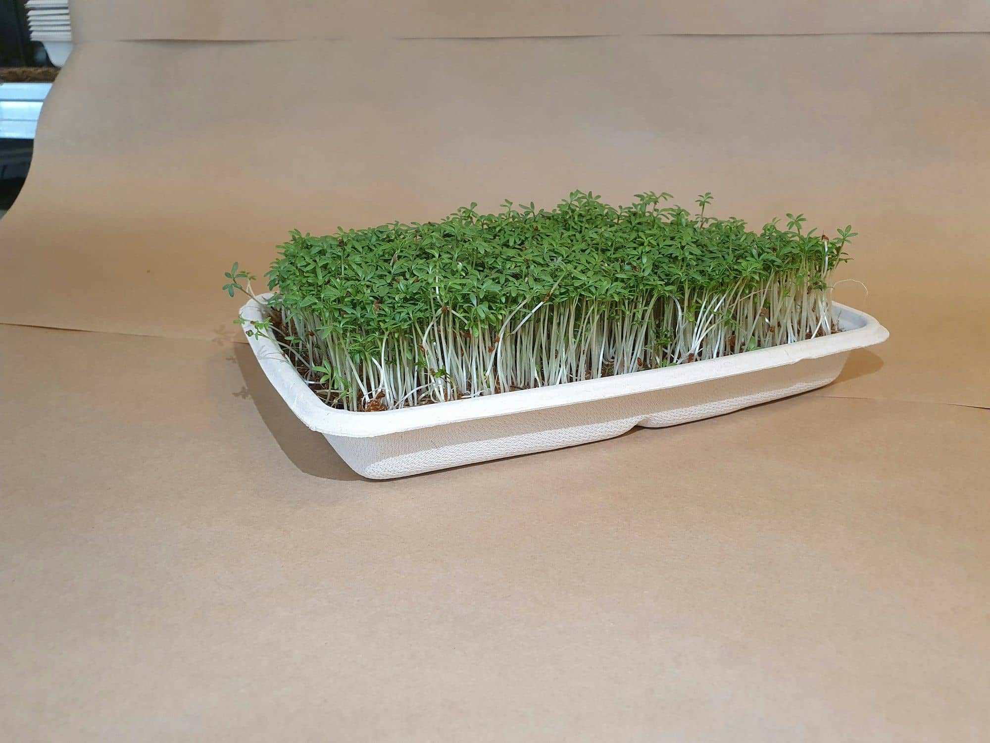 A fibre tray of cress microgreens on brown paper