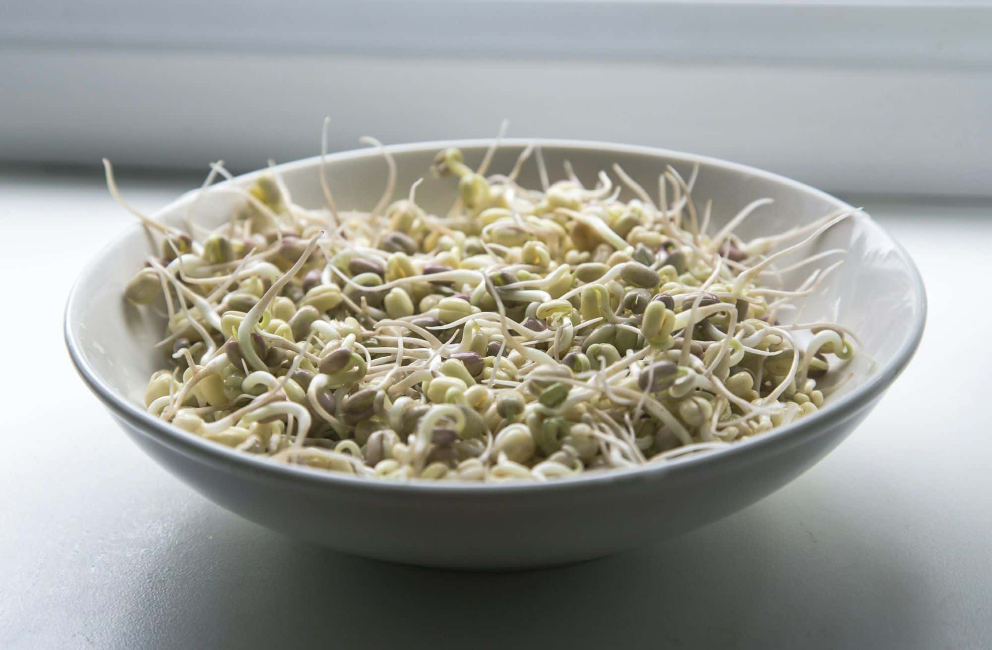 White bowl of sprouted beans with long white tails and no leaves