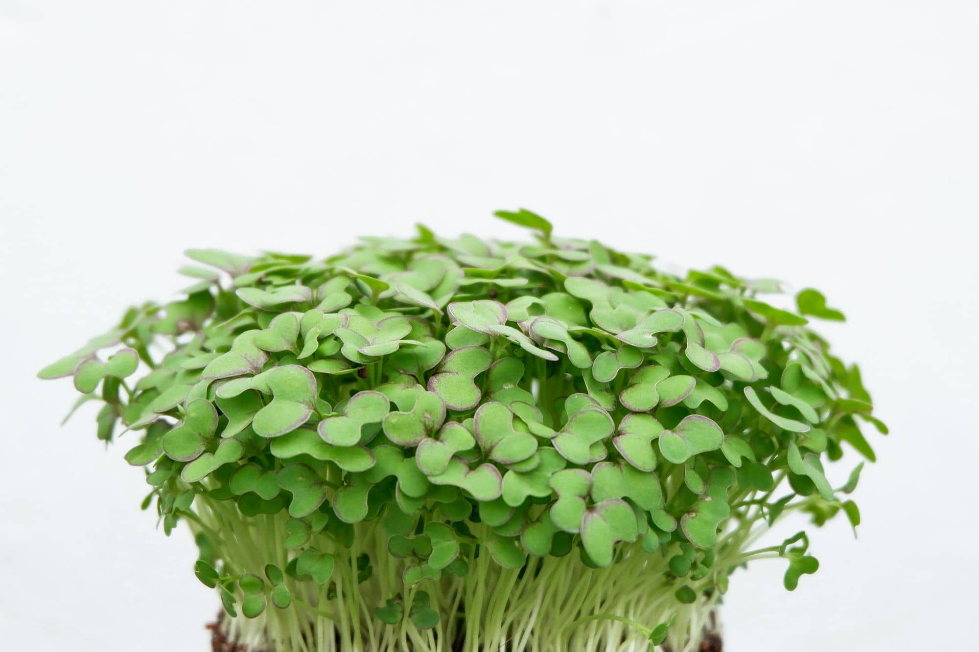 Clump of leafy green microgreens with open seed leaves against a white background