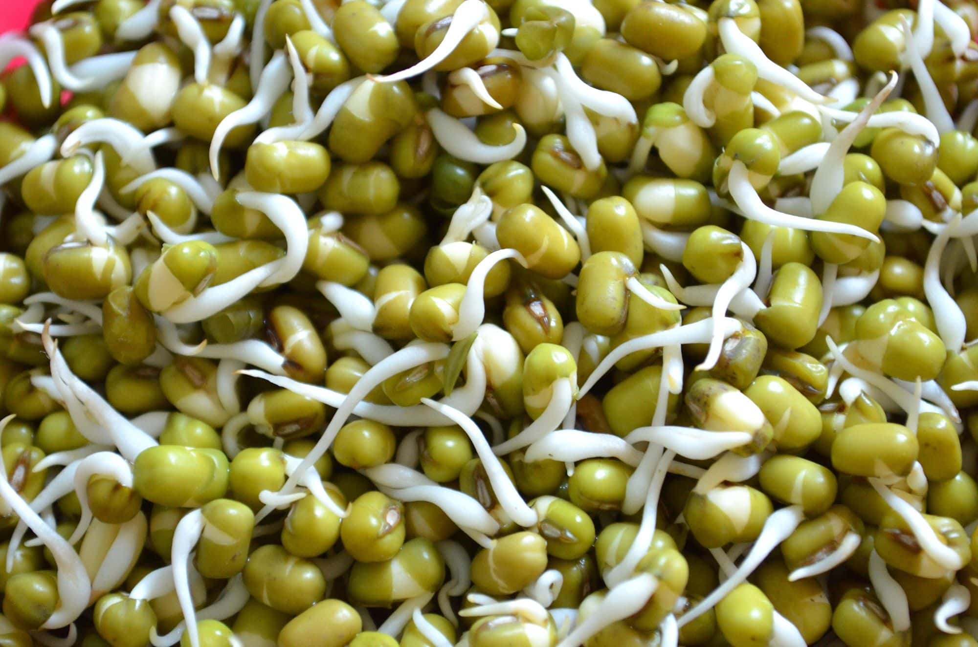 Close-up of sprouted green moong beans with short white shoots