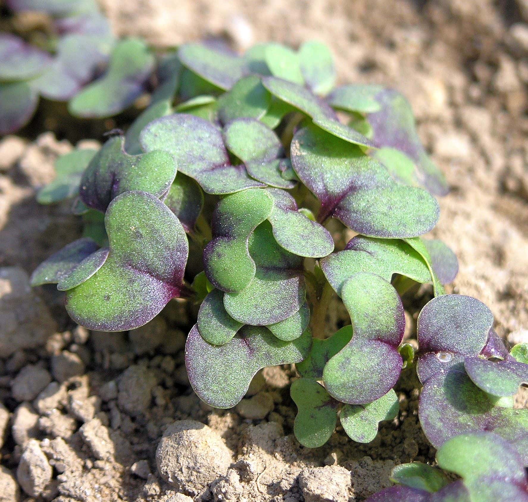 Red mustard seedlings with purple-flushed seed leaves in soil