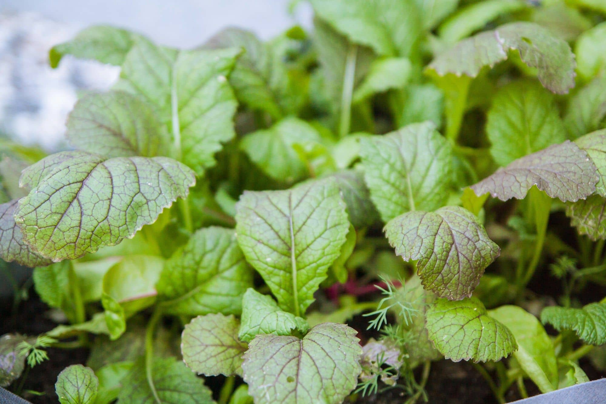 Young mustard green plants with red-veined leaves growing in a bed