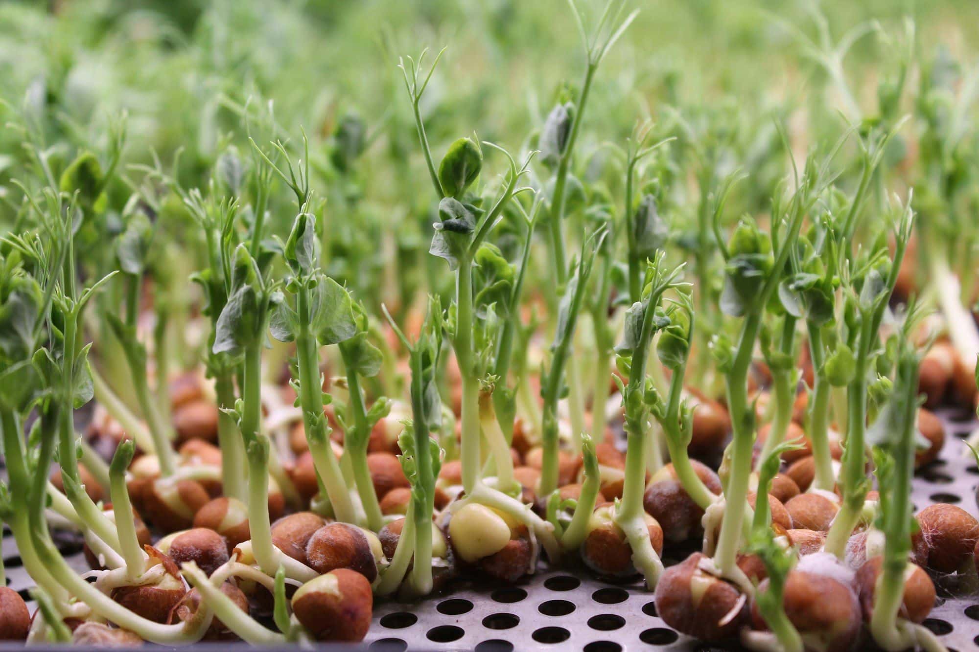 Pea shoots rising from brown peas on a perforated tray