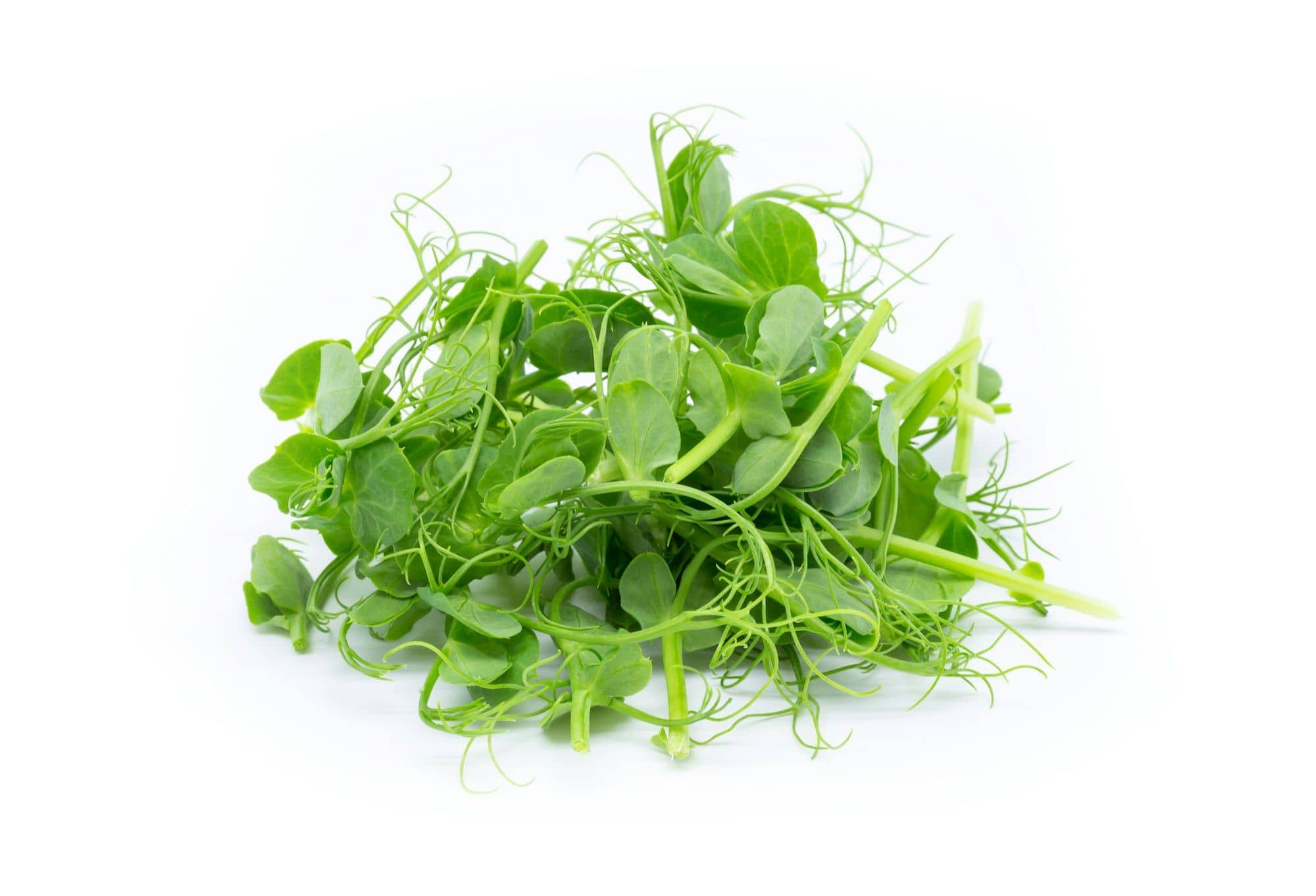 A pile of cut pea shoots with leaves and tendrils on white