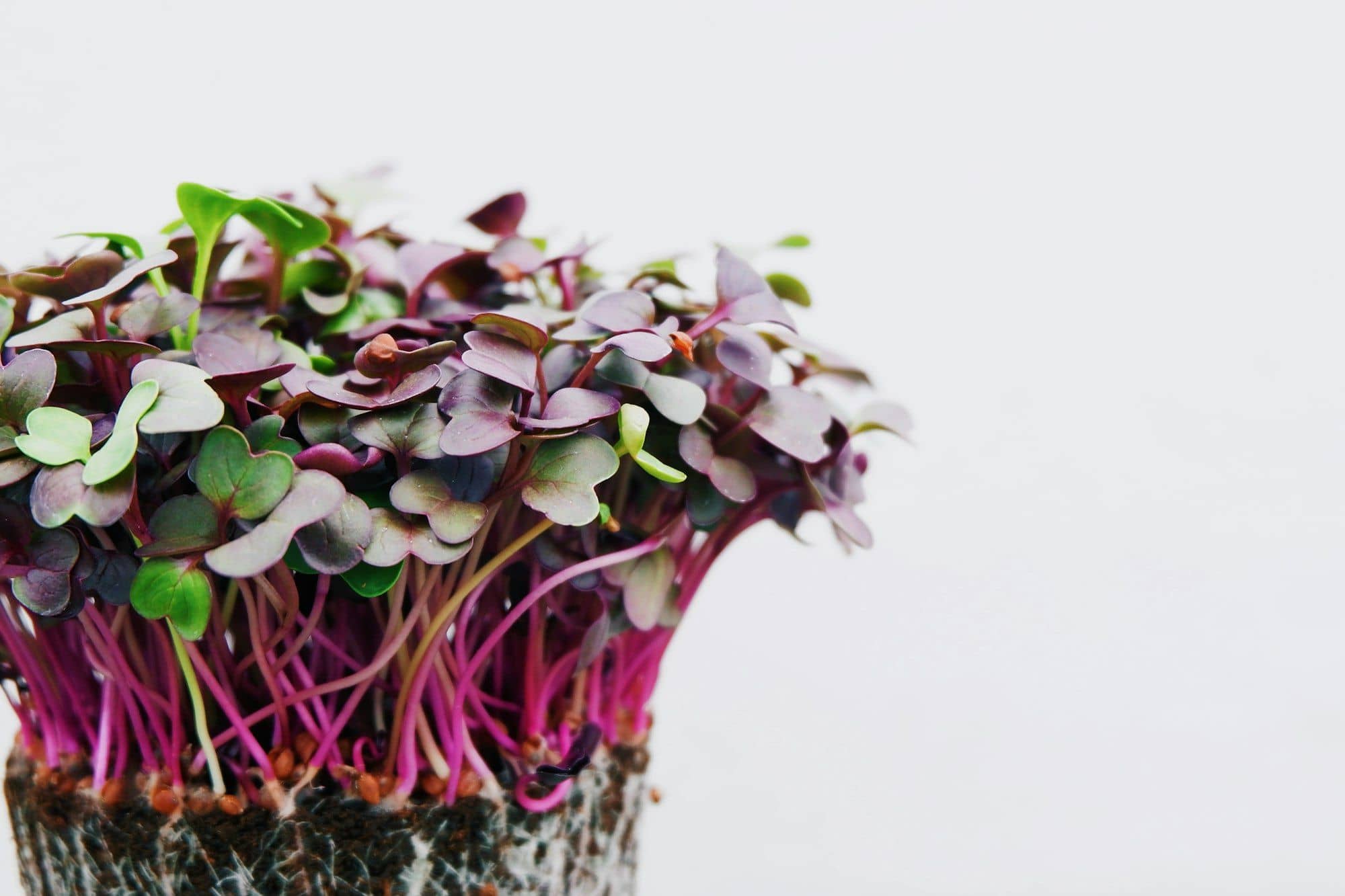 Purple radish microgreens with magenta stems in a root block against white