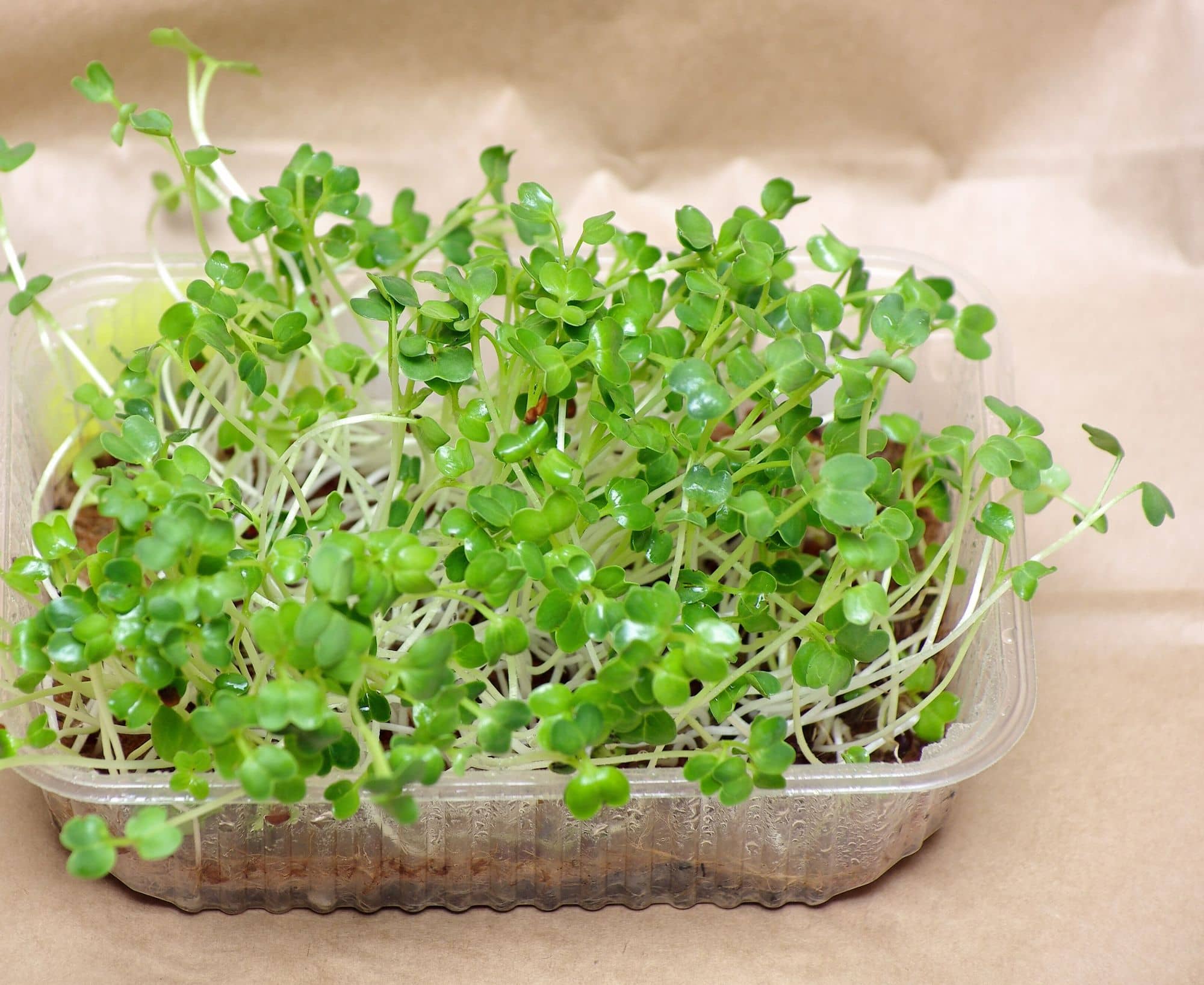 Daikon radish microgreens in a clear tub on brown paper