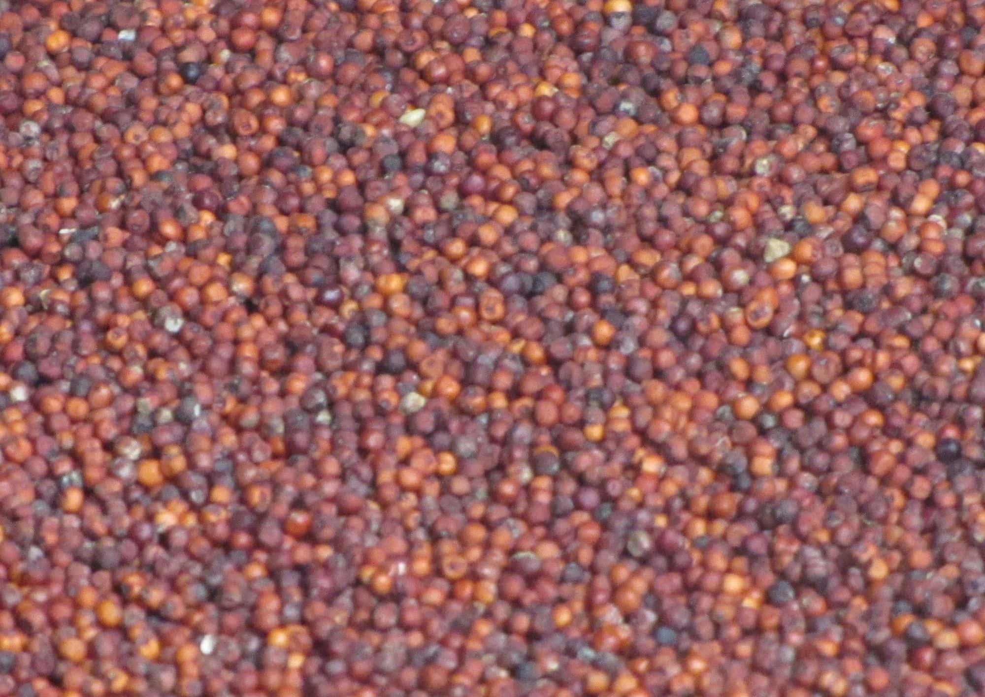 Close-up of reddish-brown finger millet grains