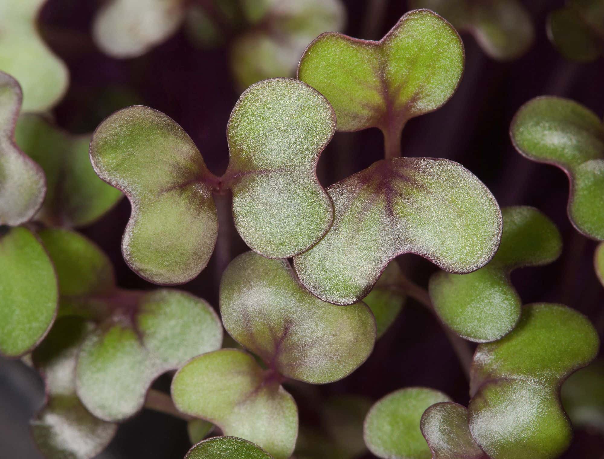 Close-up of red cabbage microgreen seed leaves with purple veins