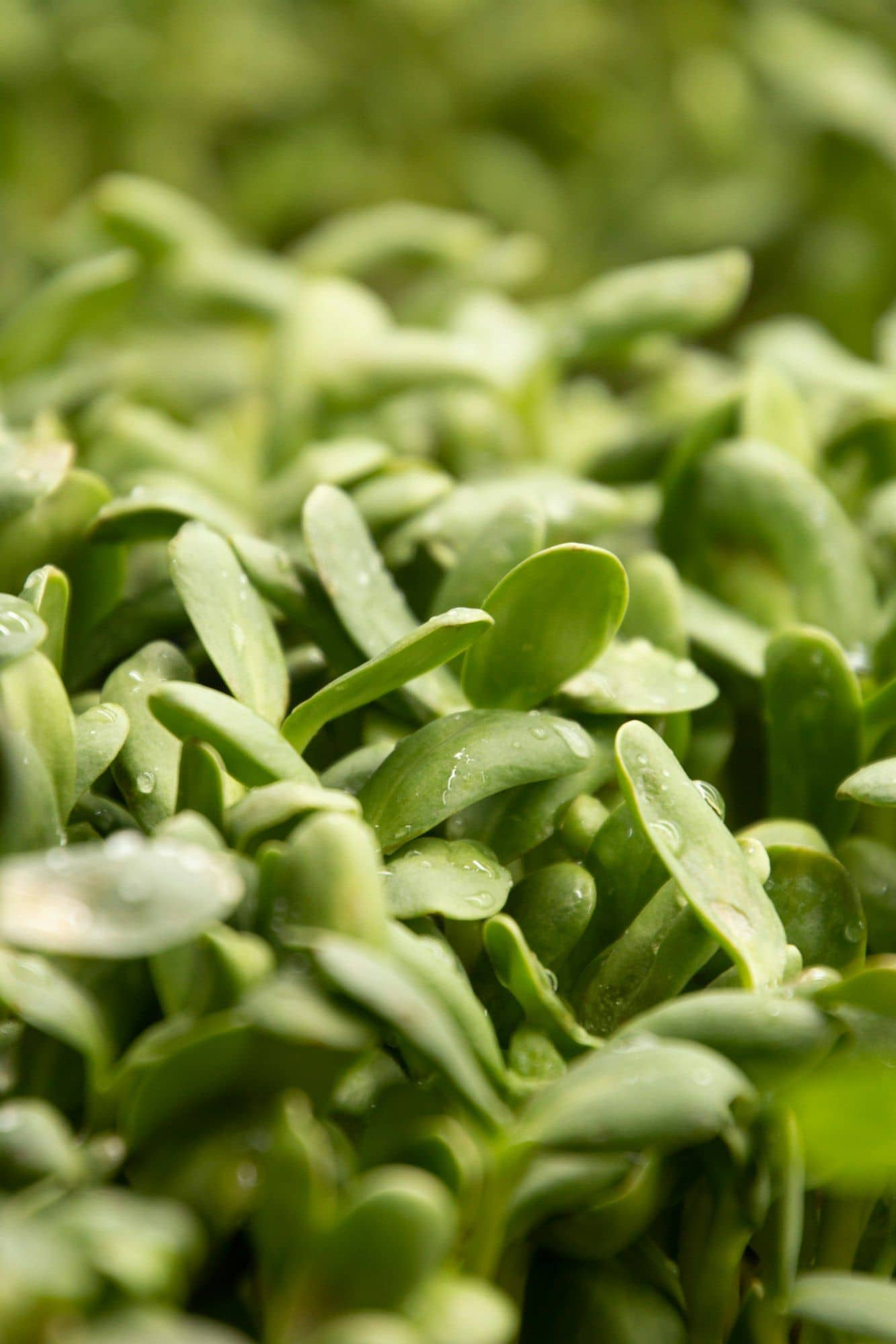 Close-up of thick sunflower microgreen leaves with water droplets