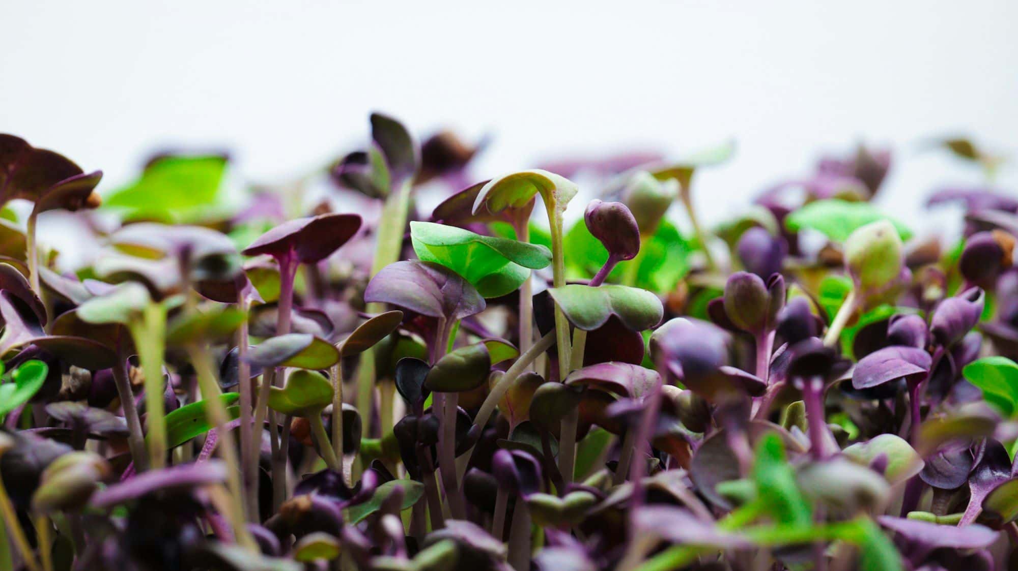 Mixed purple and green microgreens seen at eye level against a pale background