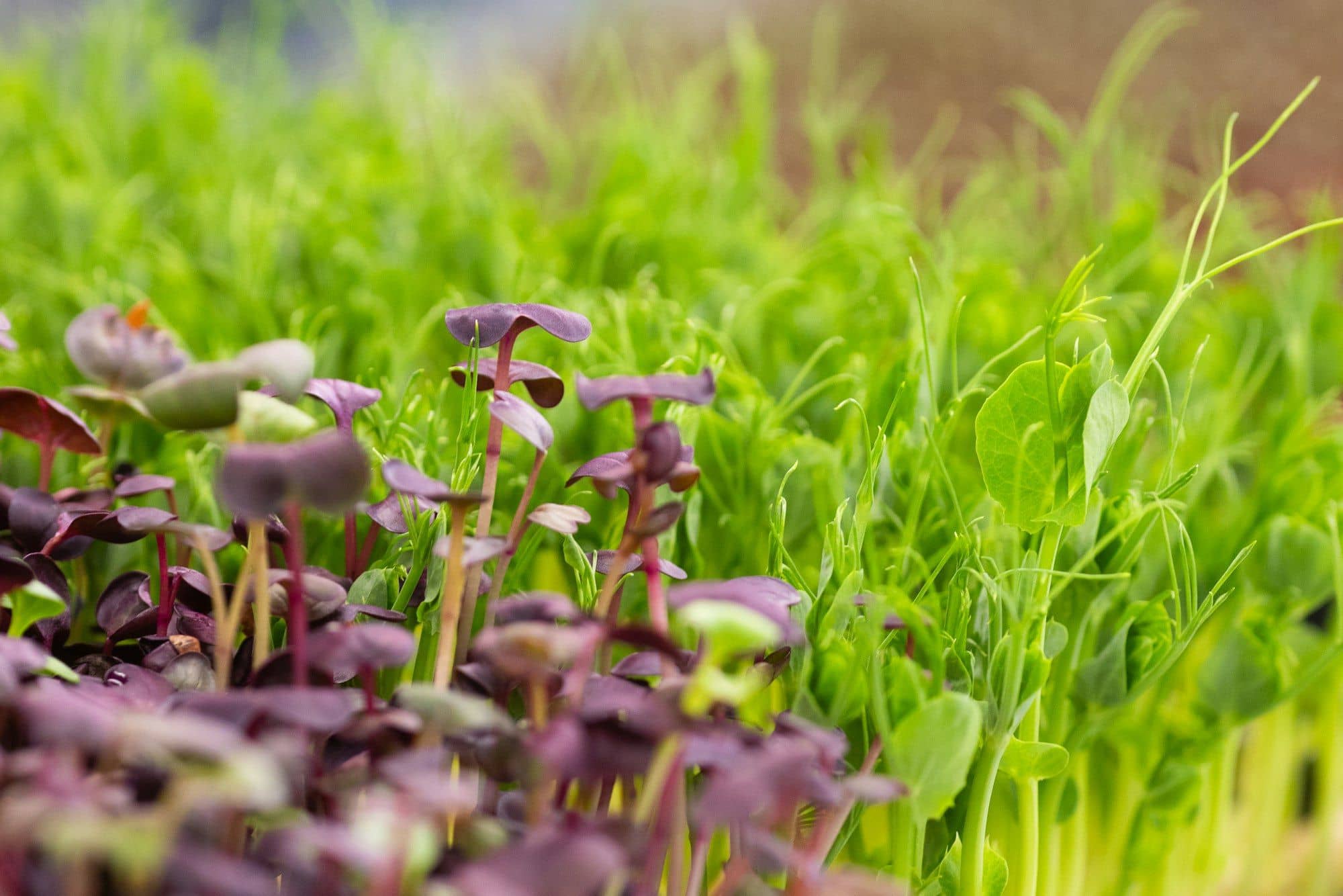 Purple radish microgreens in front of a stand of pea shoots with curling tendrils