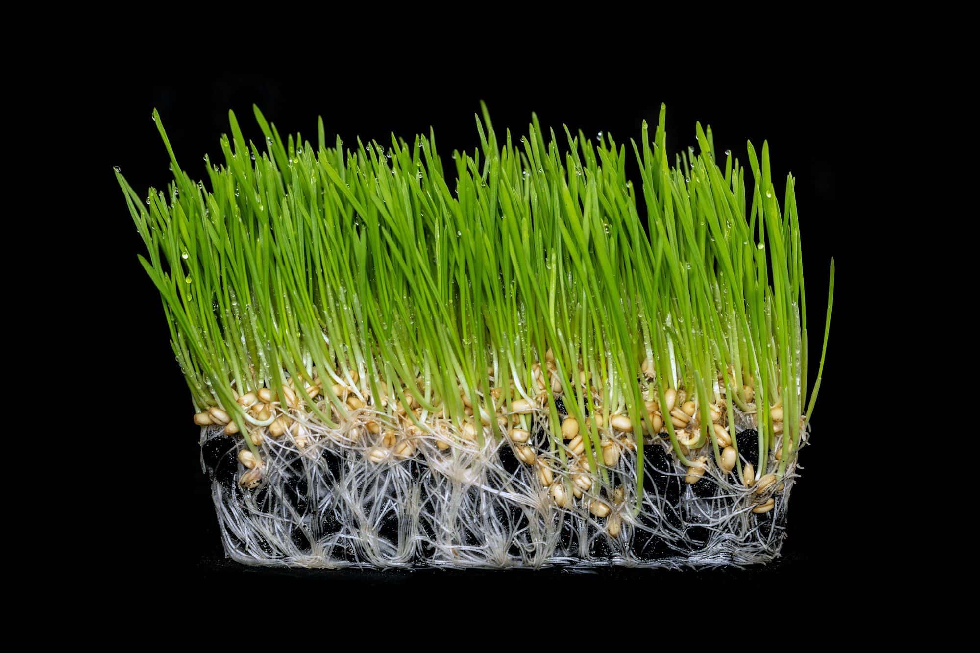 A block of wheatgrass with seeds and white roots against black