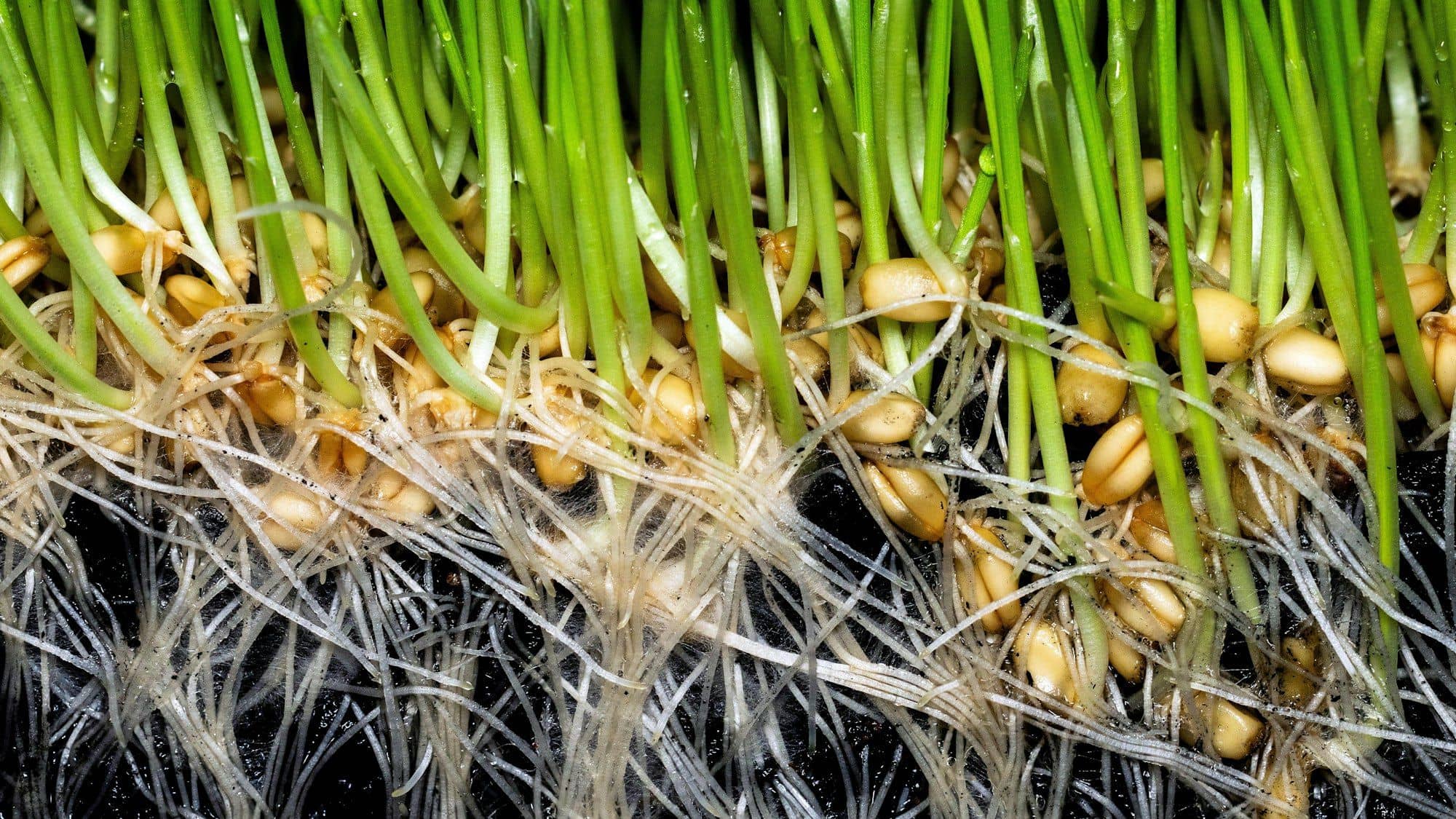 Close view of wheatgrass stems, sprouted grains and tangled roots