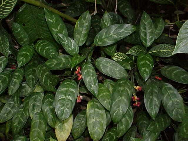 Aglaonema (Chinese evergreen) (Aglaonema commutatum and hybrids)
