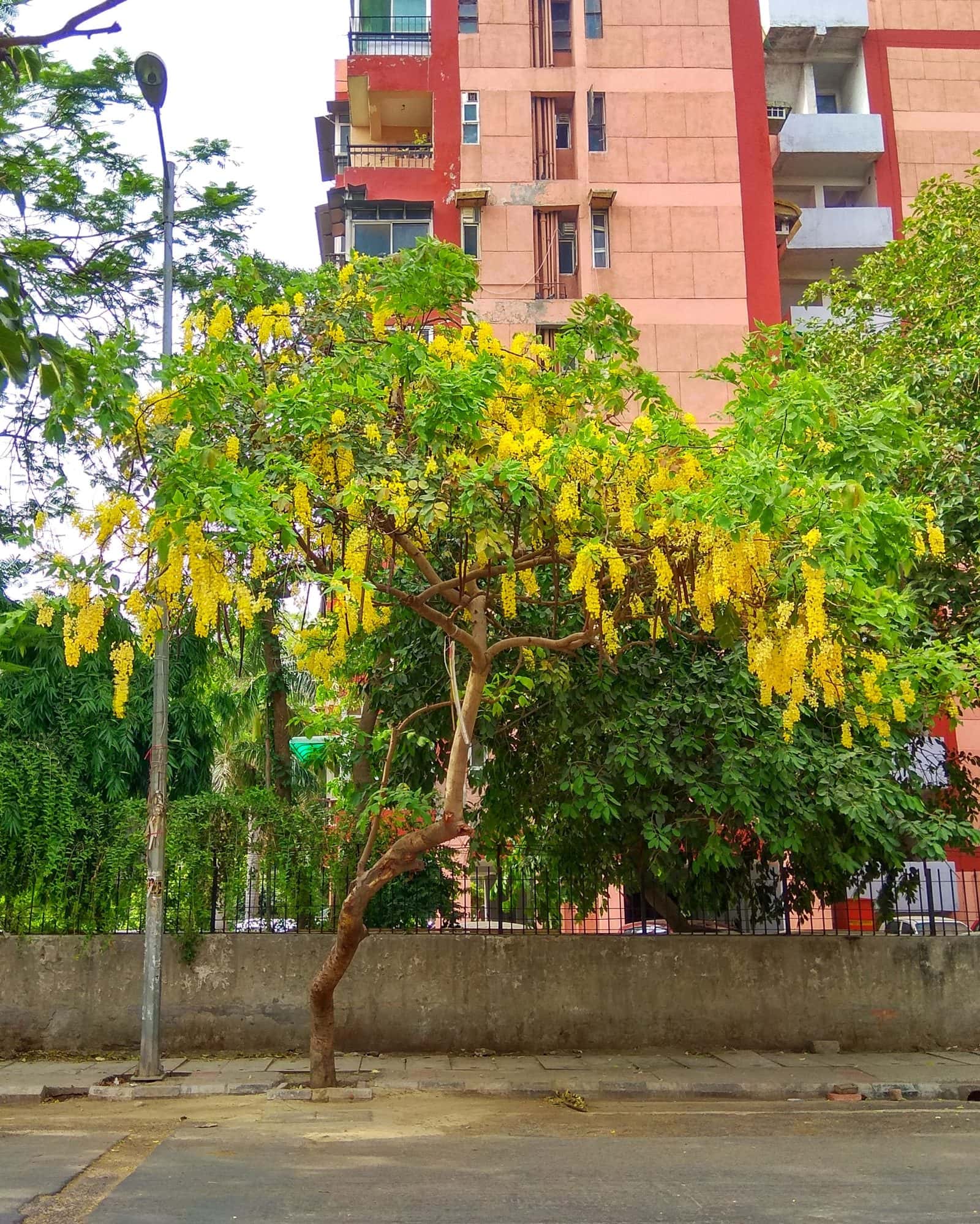 Amaltas (Cassia fistula)