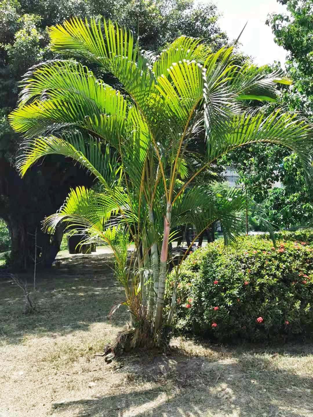 Areca palm (Dypsis lutescens)