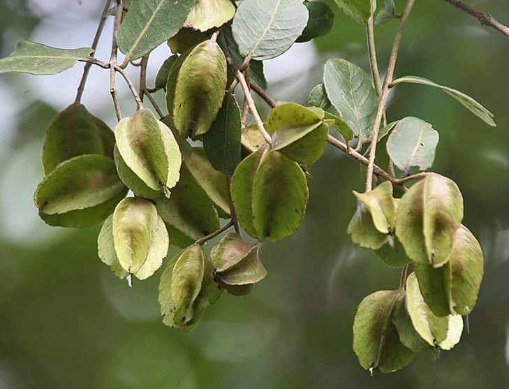 Arjun (Terminalia arjuna)